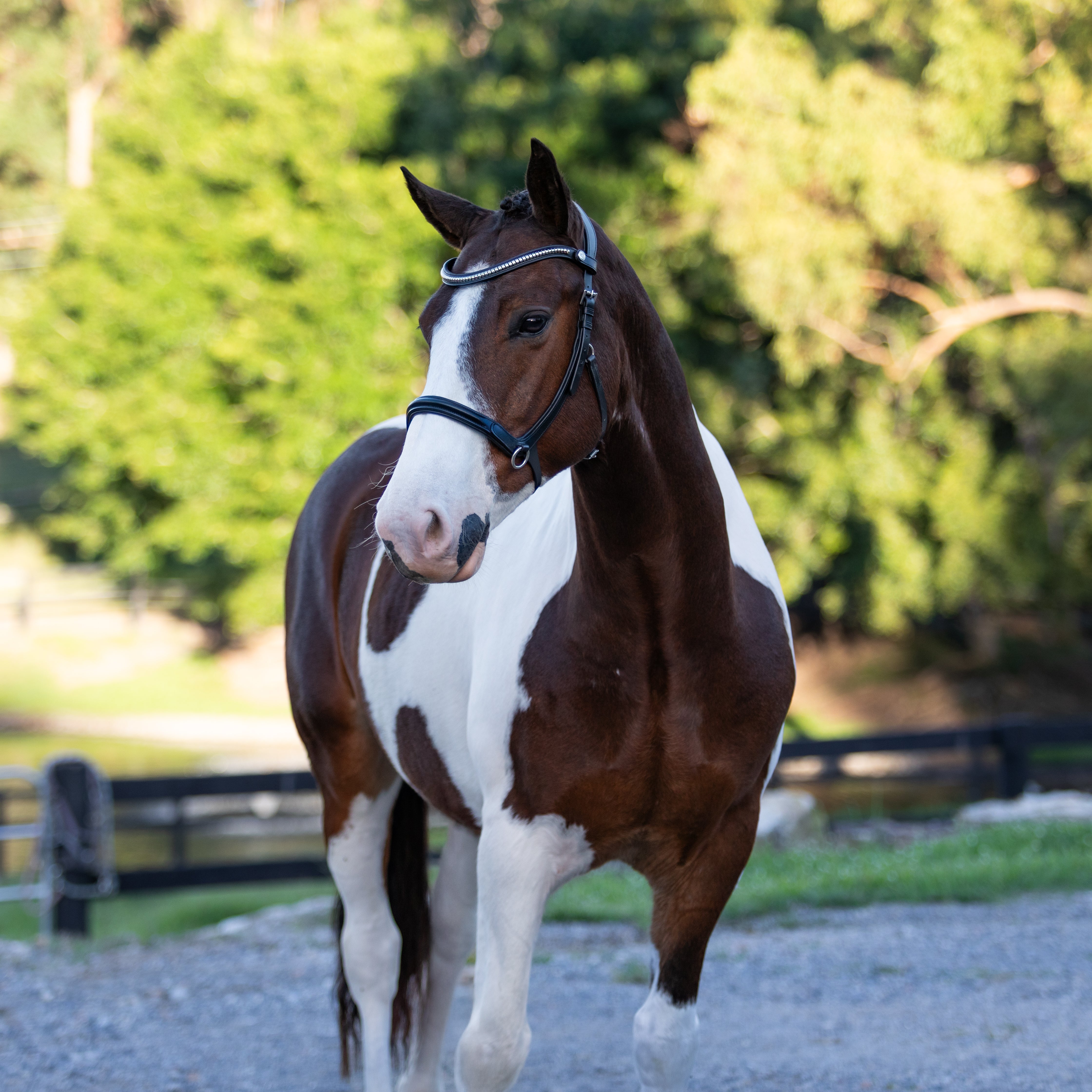Santiago Bitless Bridle - Lumiere Equestrian