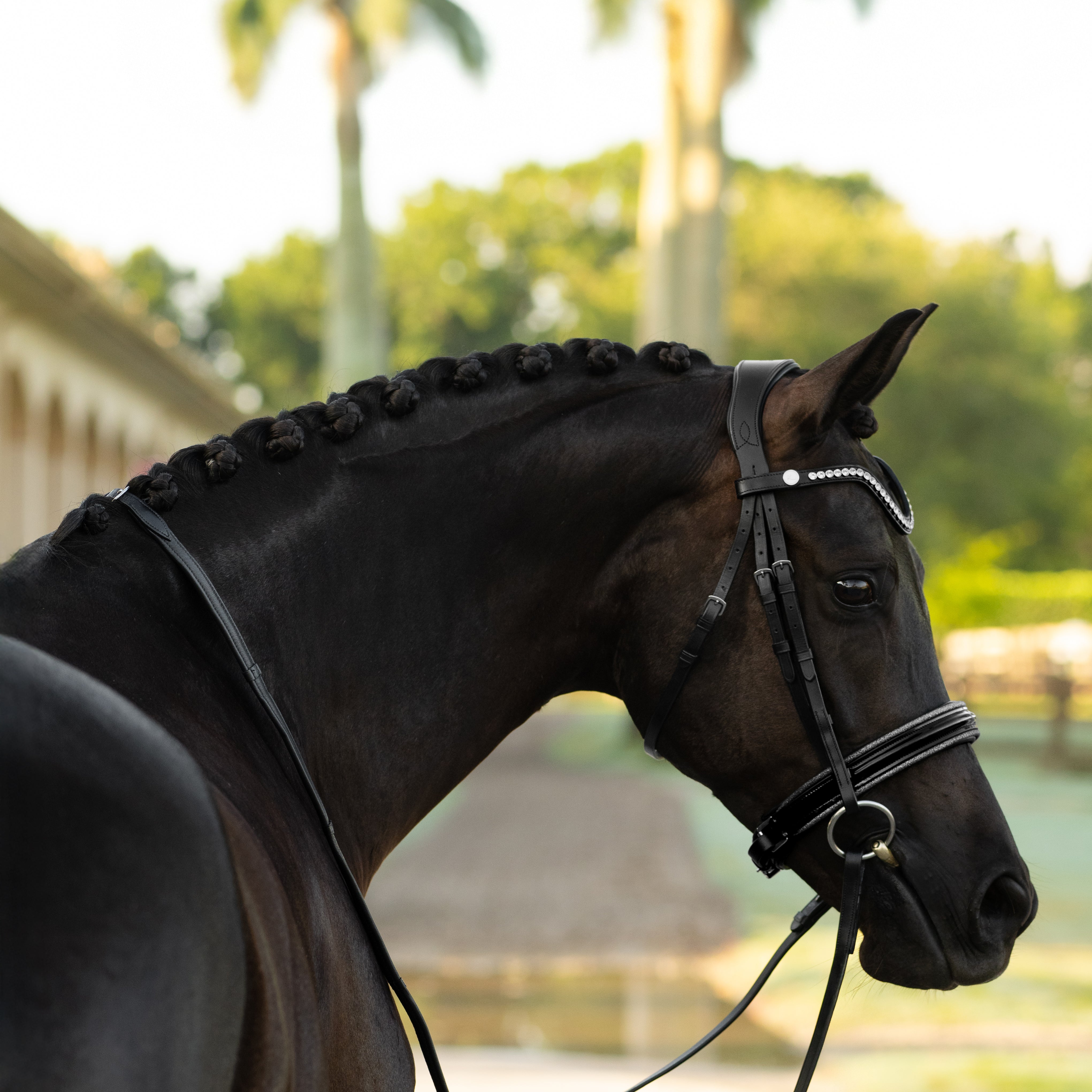 Saphira Bridle (cavesson) - Lumiere Equestrian