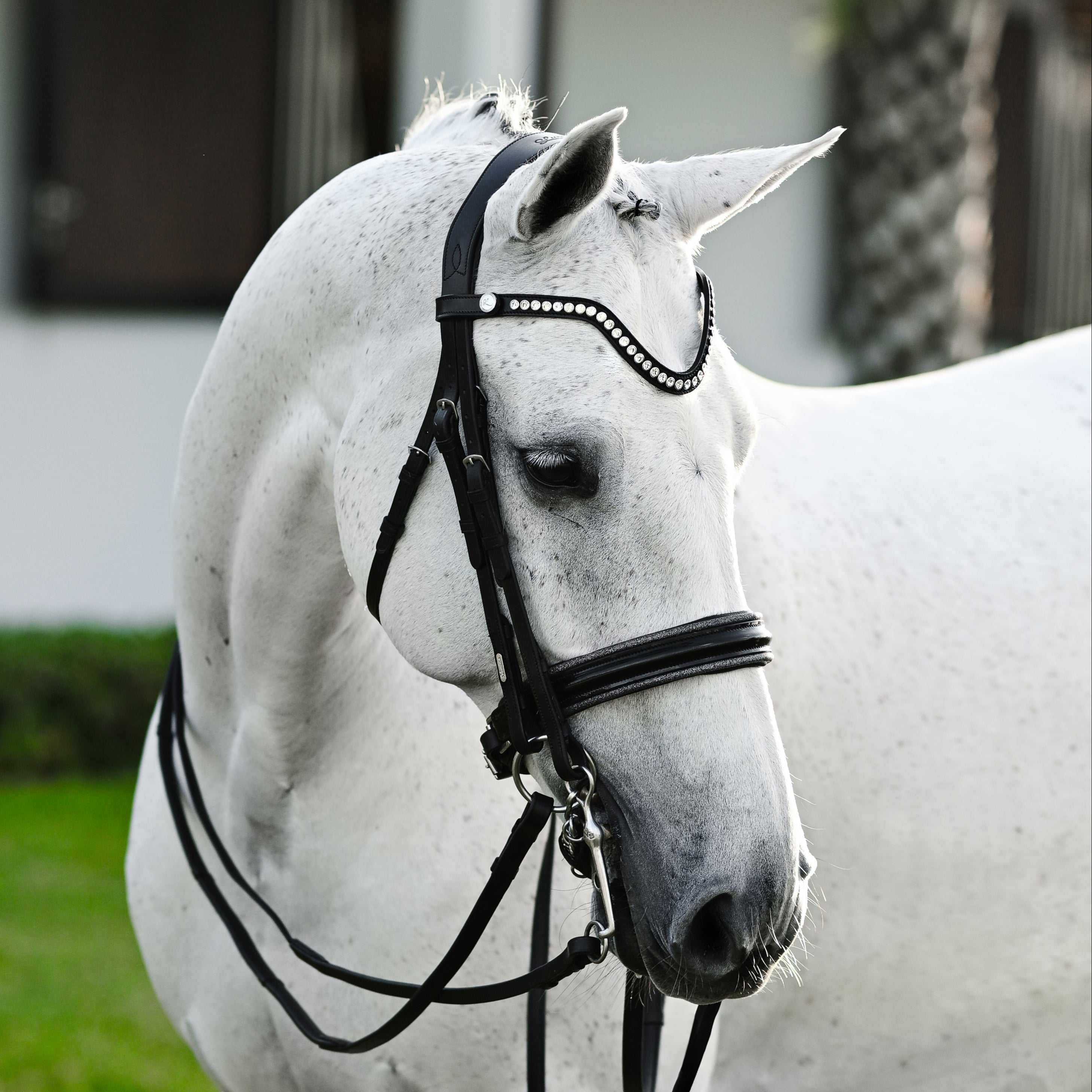 Saphira Bridle (double) - Lumiere Equestrian