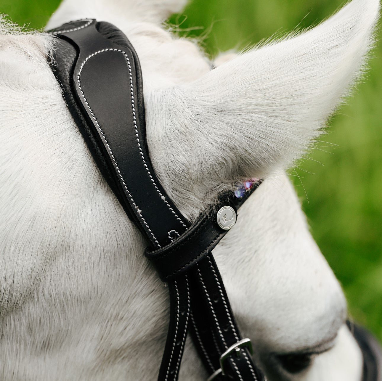 Rainbow bridle (convertible) (Lumi Pony) (Clearance) - Lumiere Equestrian