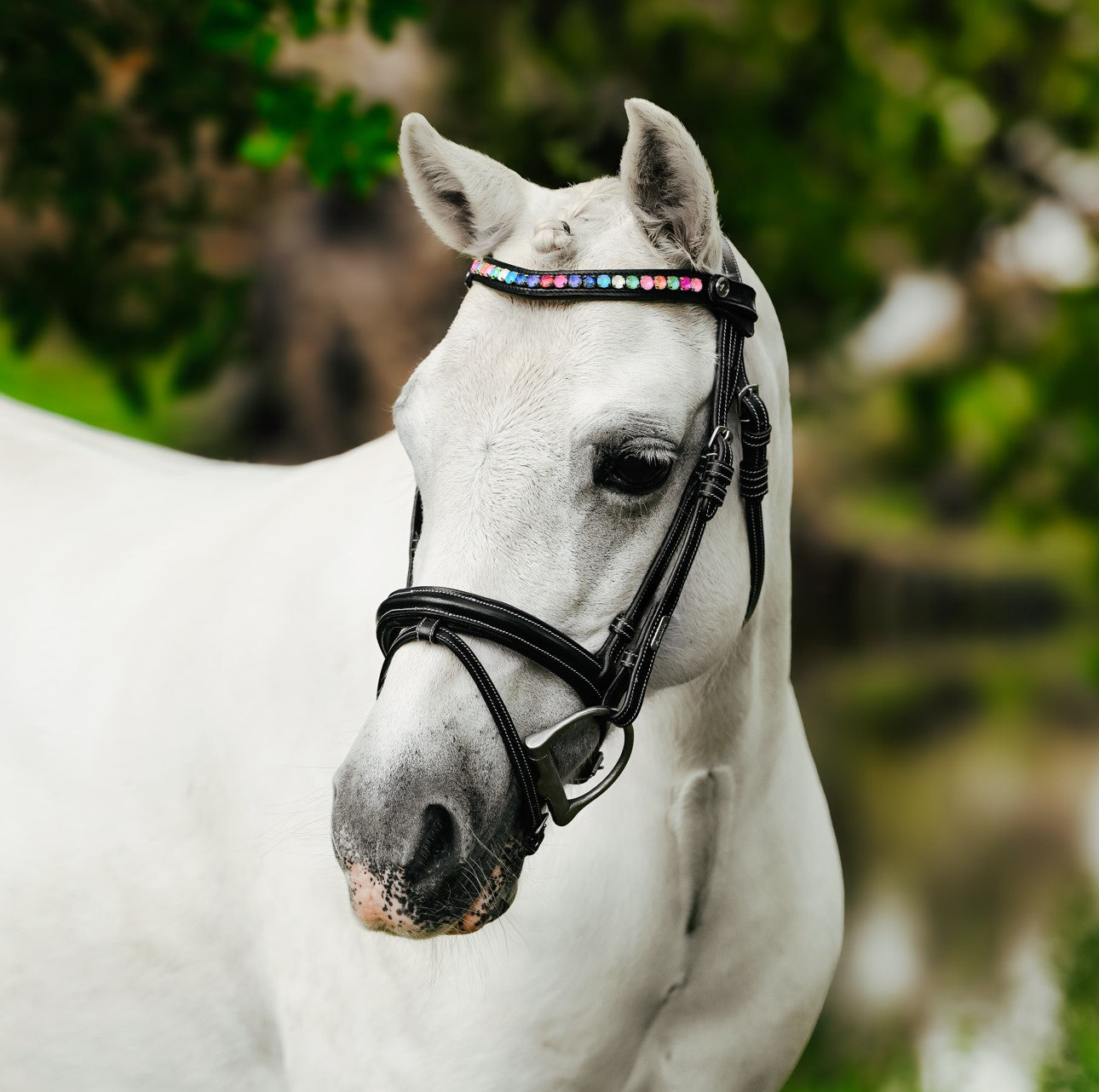Rainbow bridle (convertible) (Lumi Pony) (Clearance) - Lumiere Equestrian