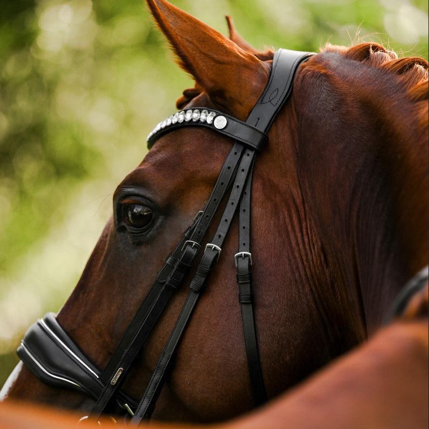 Diva (double) - Lumiere Equestrian