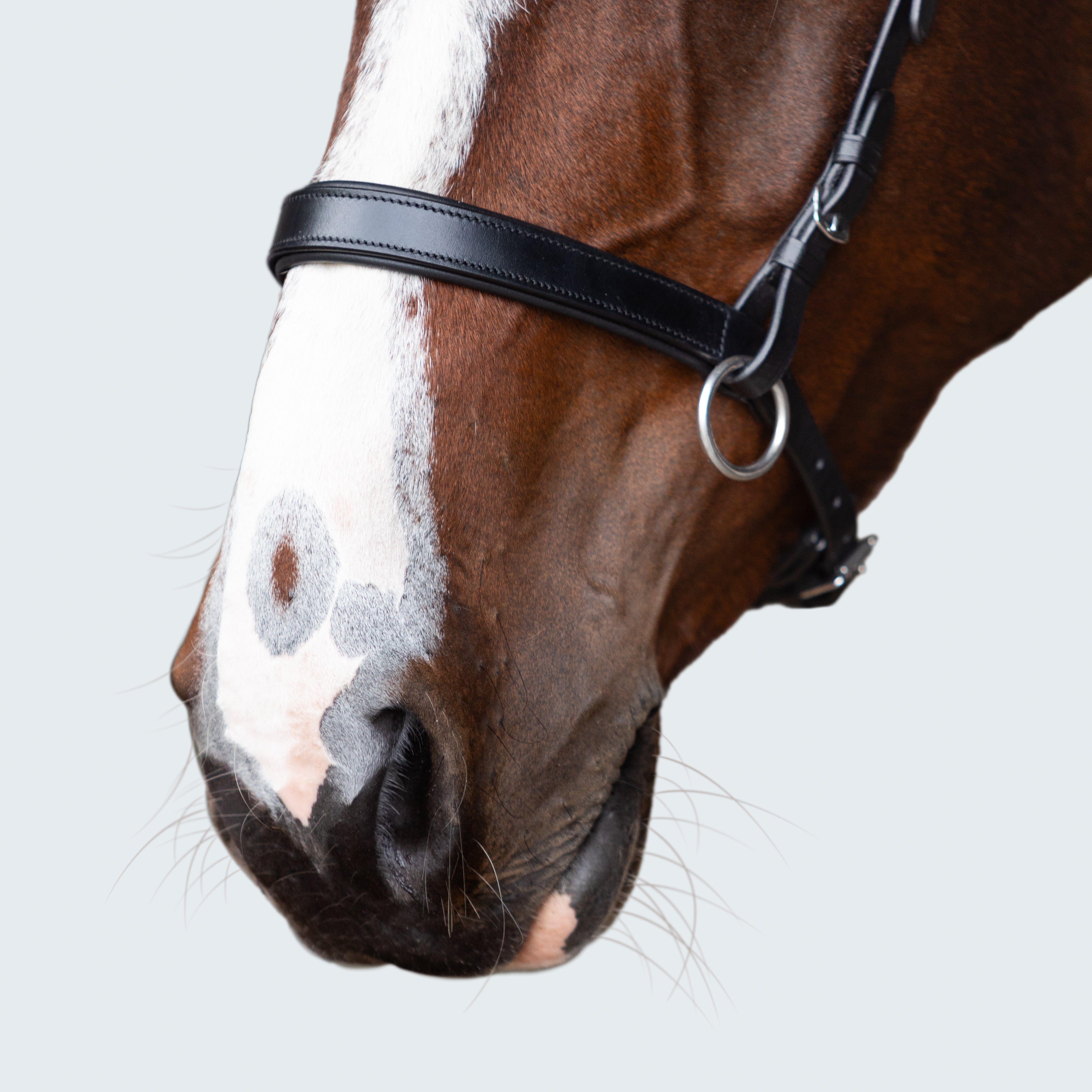 Seline Bitless Bridle - Lumiere Equestrian