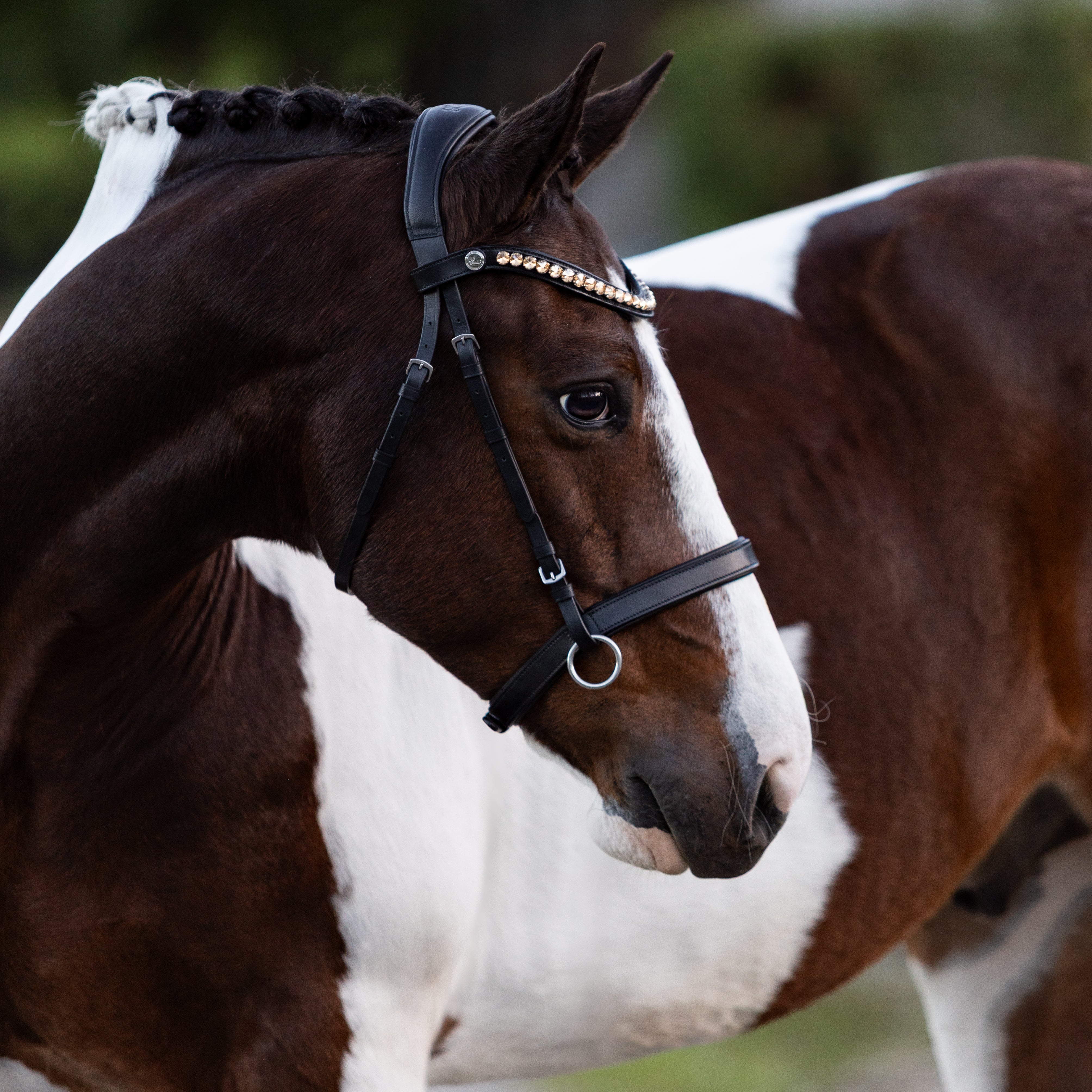 Seline Bitless Bridle - Lumiere Equestrian