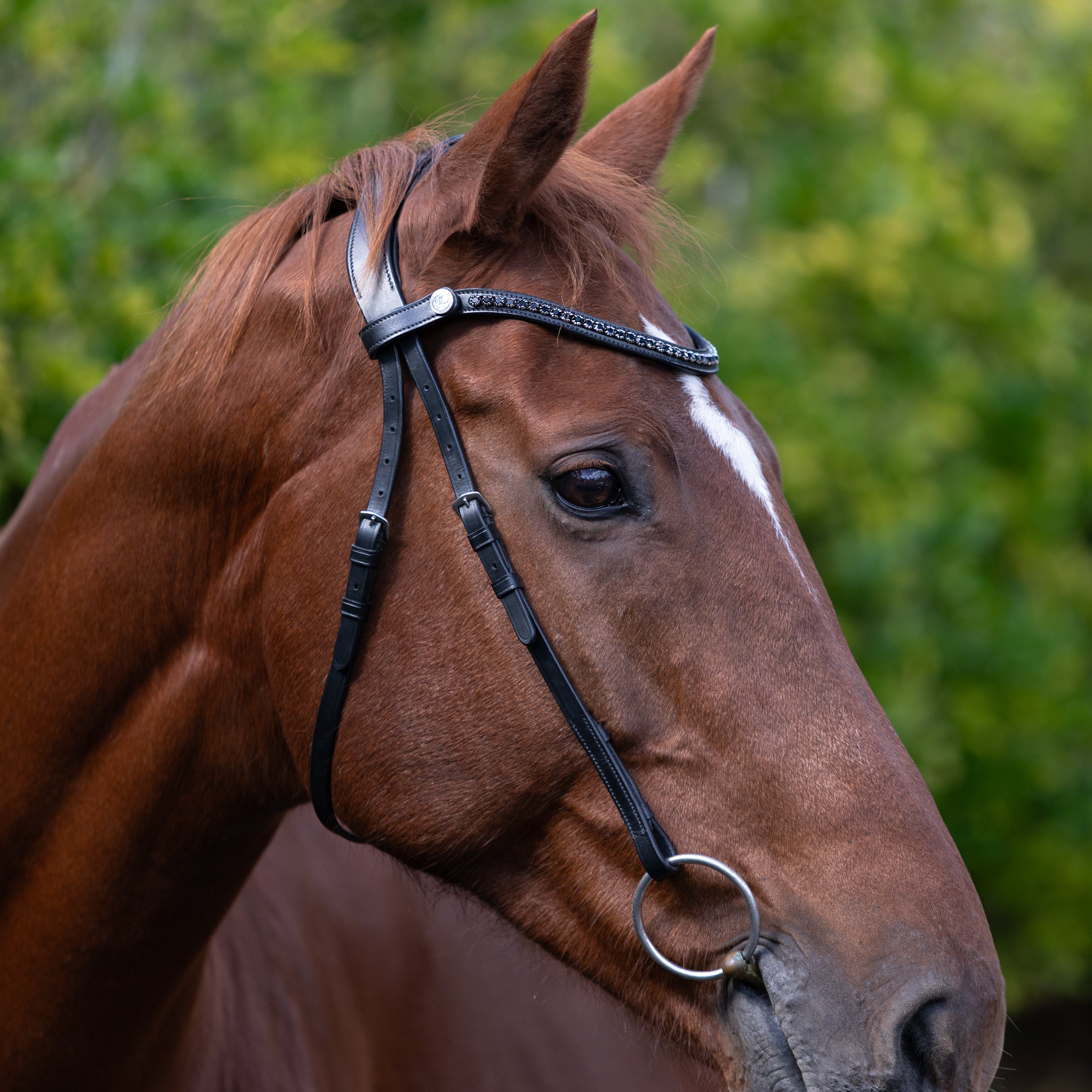Sienna Nosebandless Bridle - Lumiere Equestrian