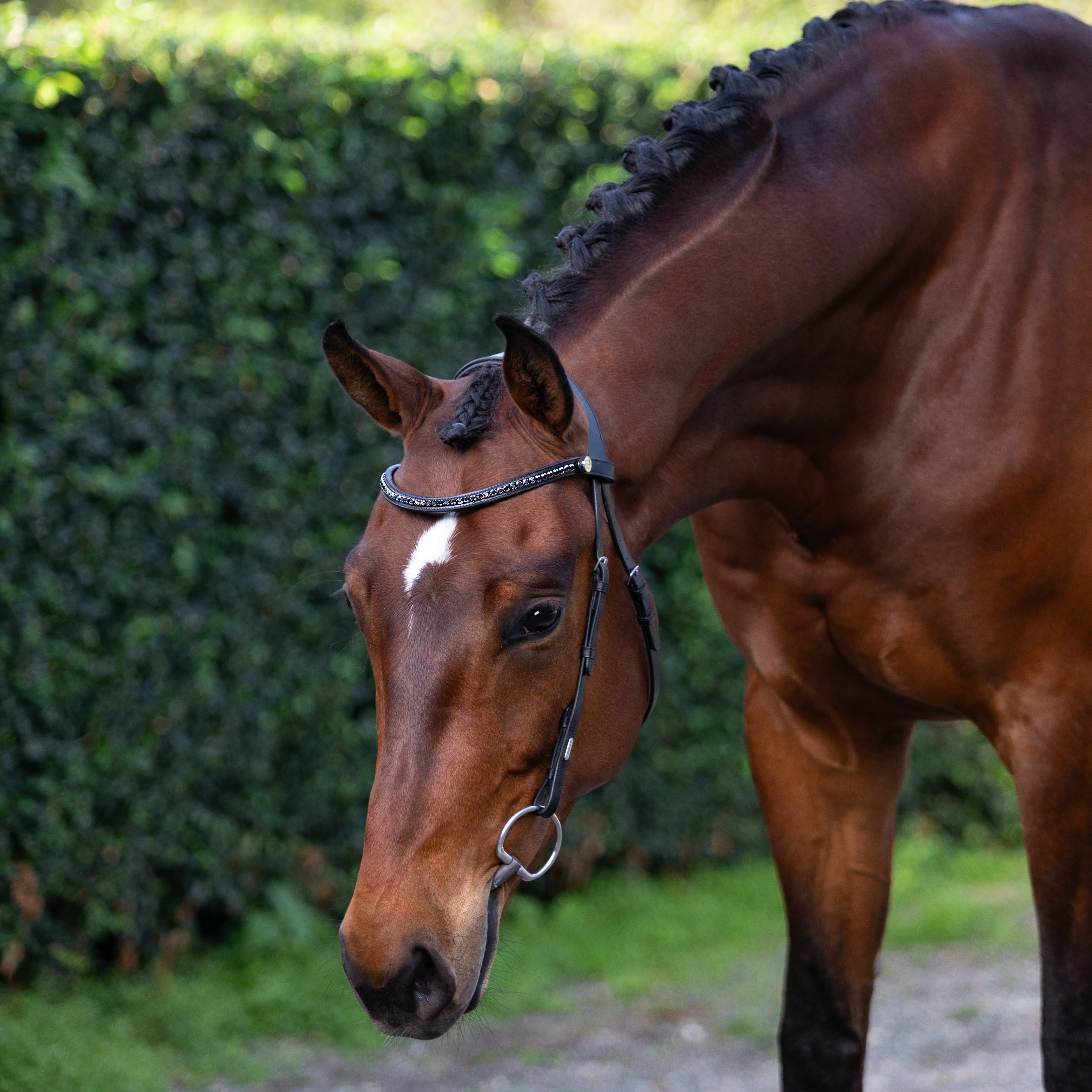 Sienna Nosebandless Bridle - Lumiere Equestrian