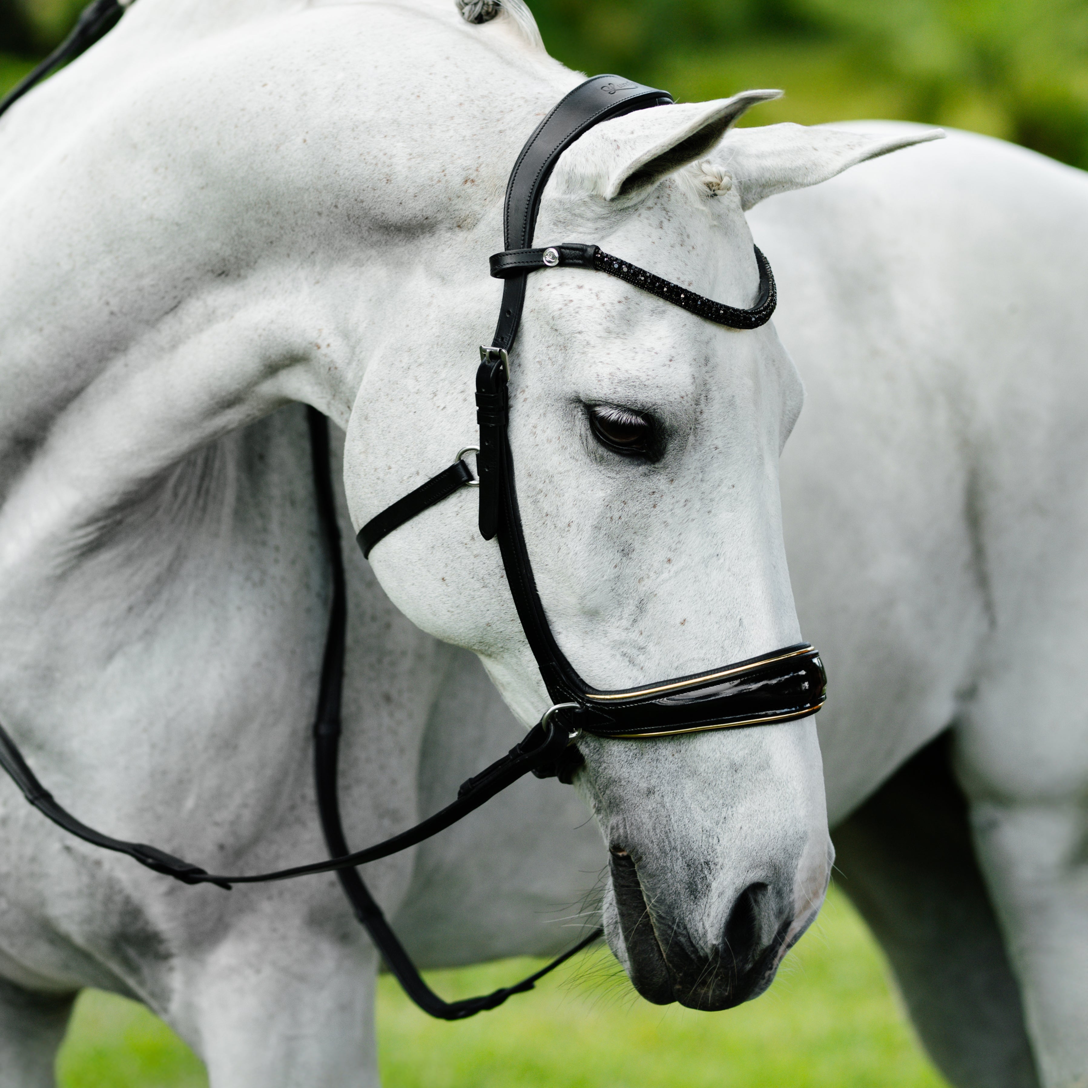 Skyla Bitless Bridle - Lumiere Equestrian