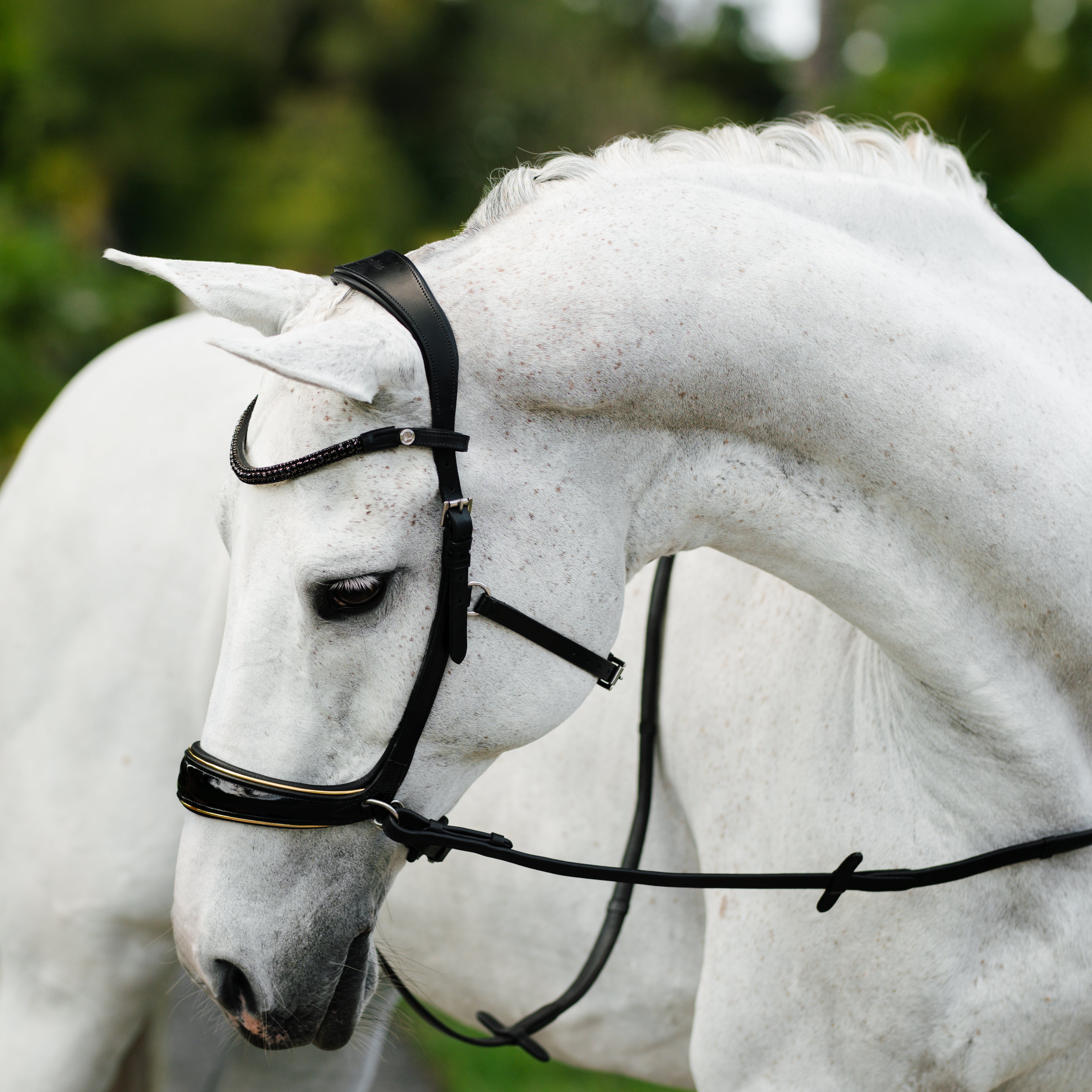 Skyla Bitless Bridle - Lumiere Equestrian