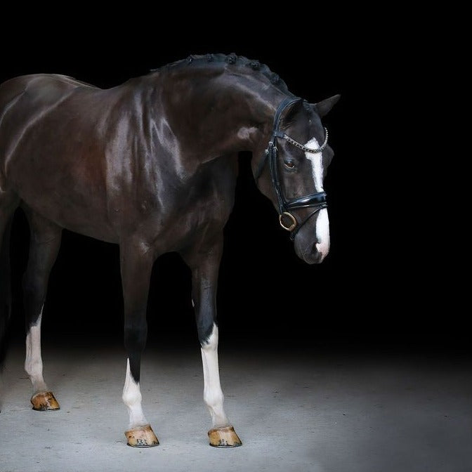 'Audrey' black Italian leather bridle