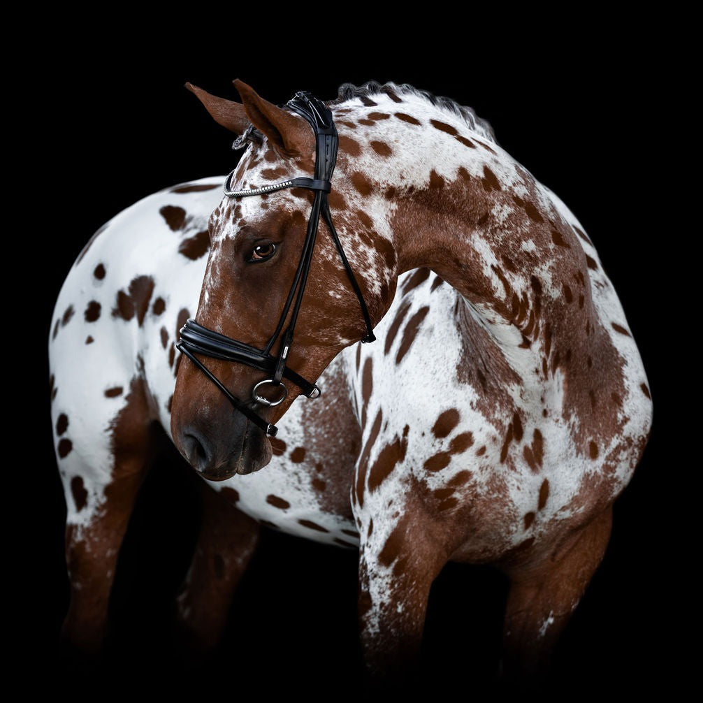 'Mercie' rolled classic bridle - Clearance - Lumiere Equestrian