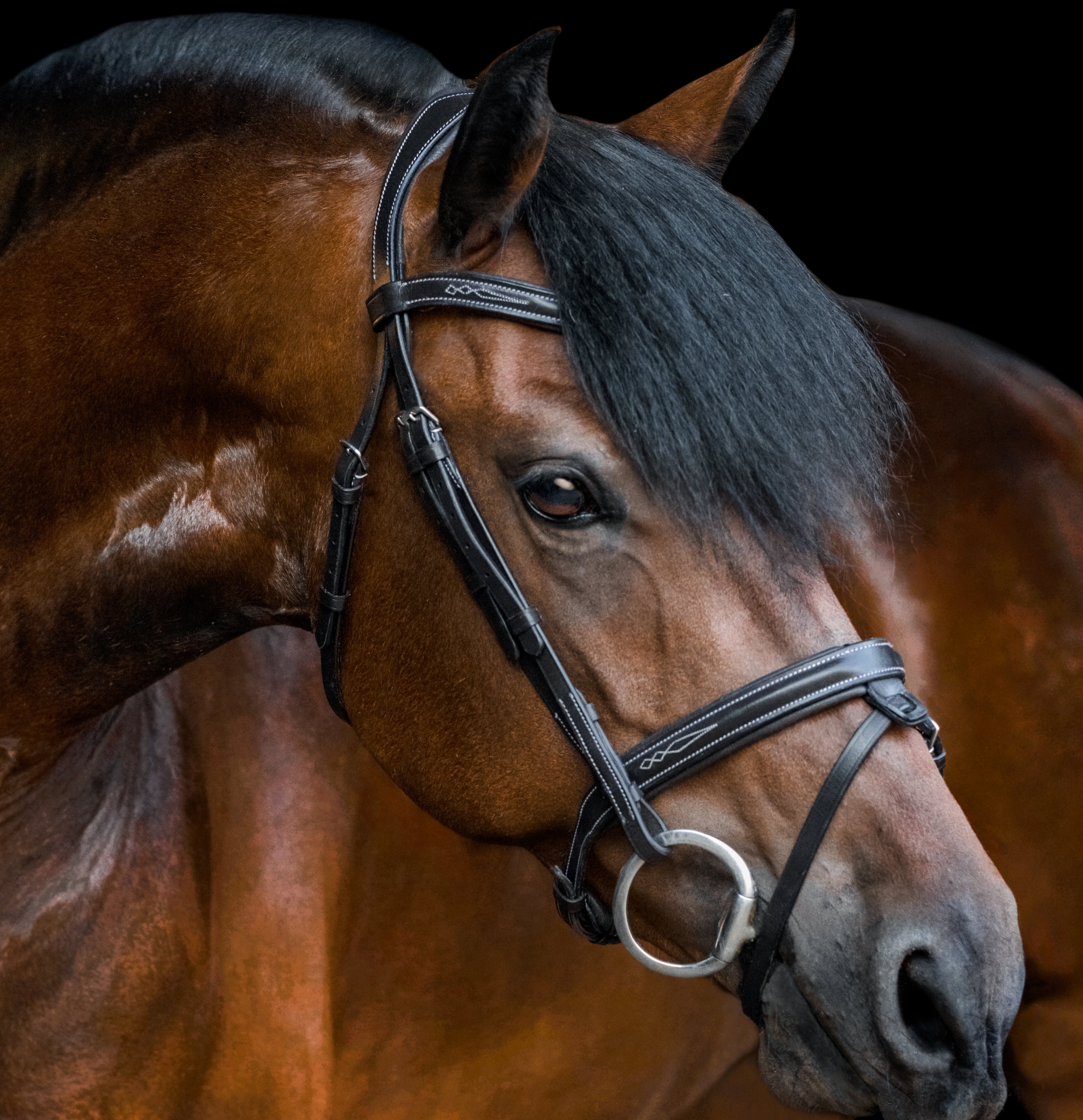 'Milan' bridle (convertible) - black & brown - Lumiere Equestrian