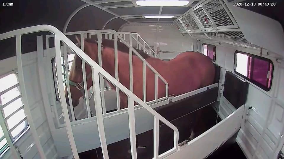 'Equine Eye' - wireless horse float camera - Lumiere Equestrian