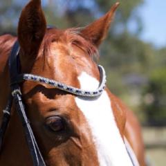 Blue crystal browband - (black leather) - Lumiere Equestrian