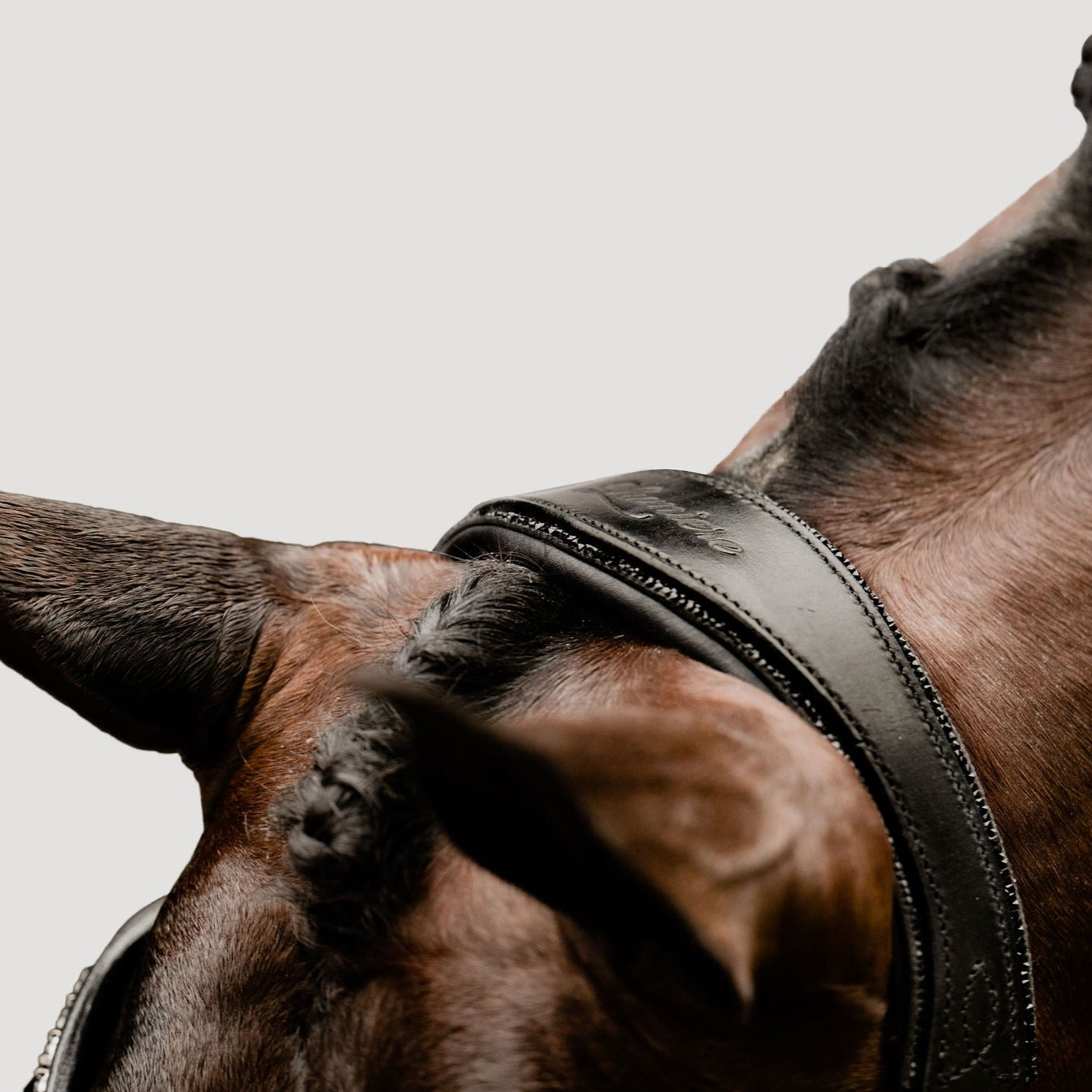 'Arcadia' Luxury Leather Bridle (Cavesson) - Lumiere Equestrian