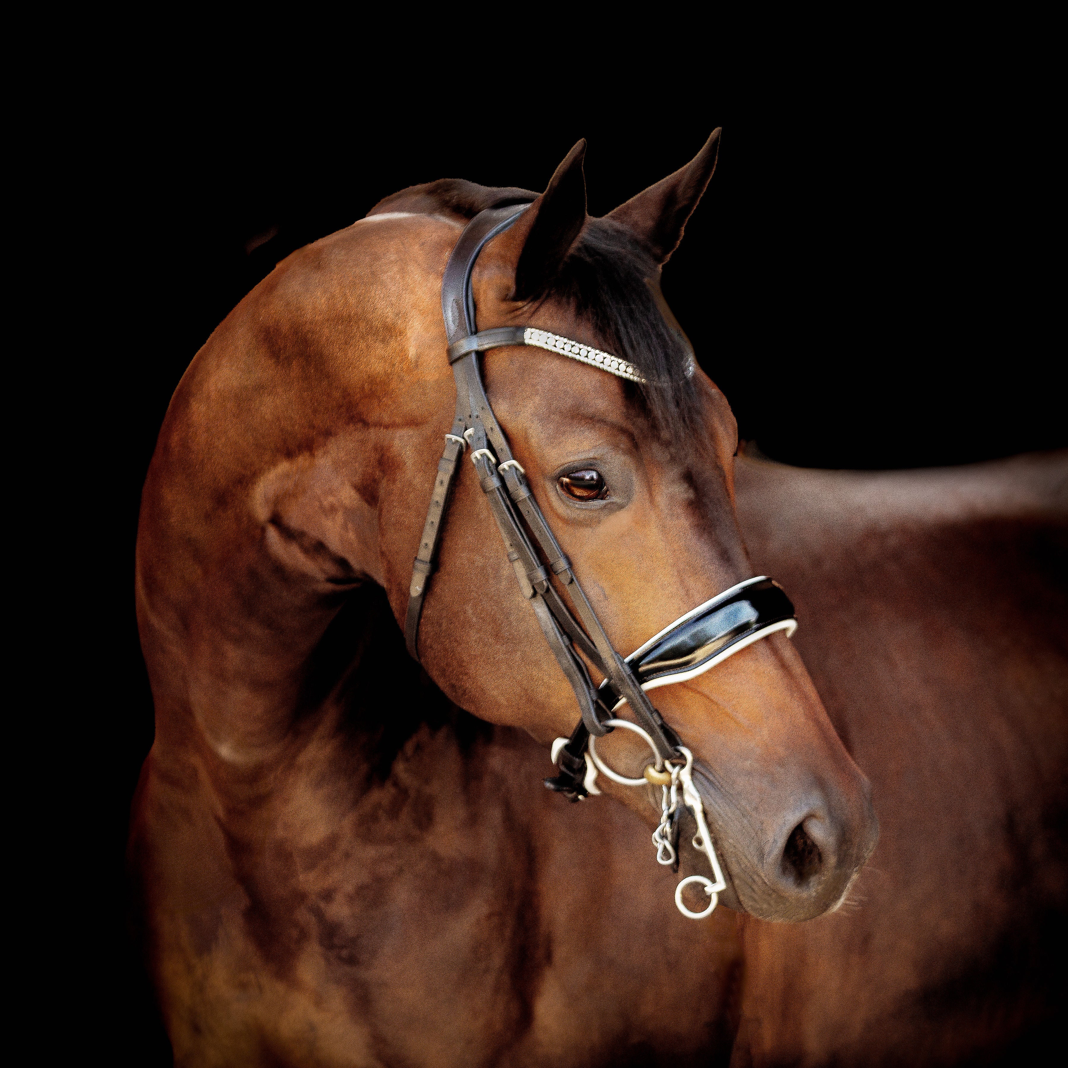'Adeline' luxury leather bridle - (double) - Lumiere Equestrian