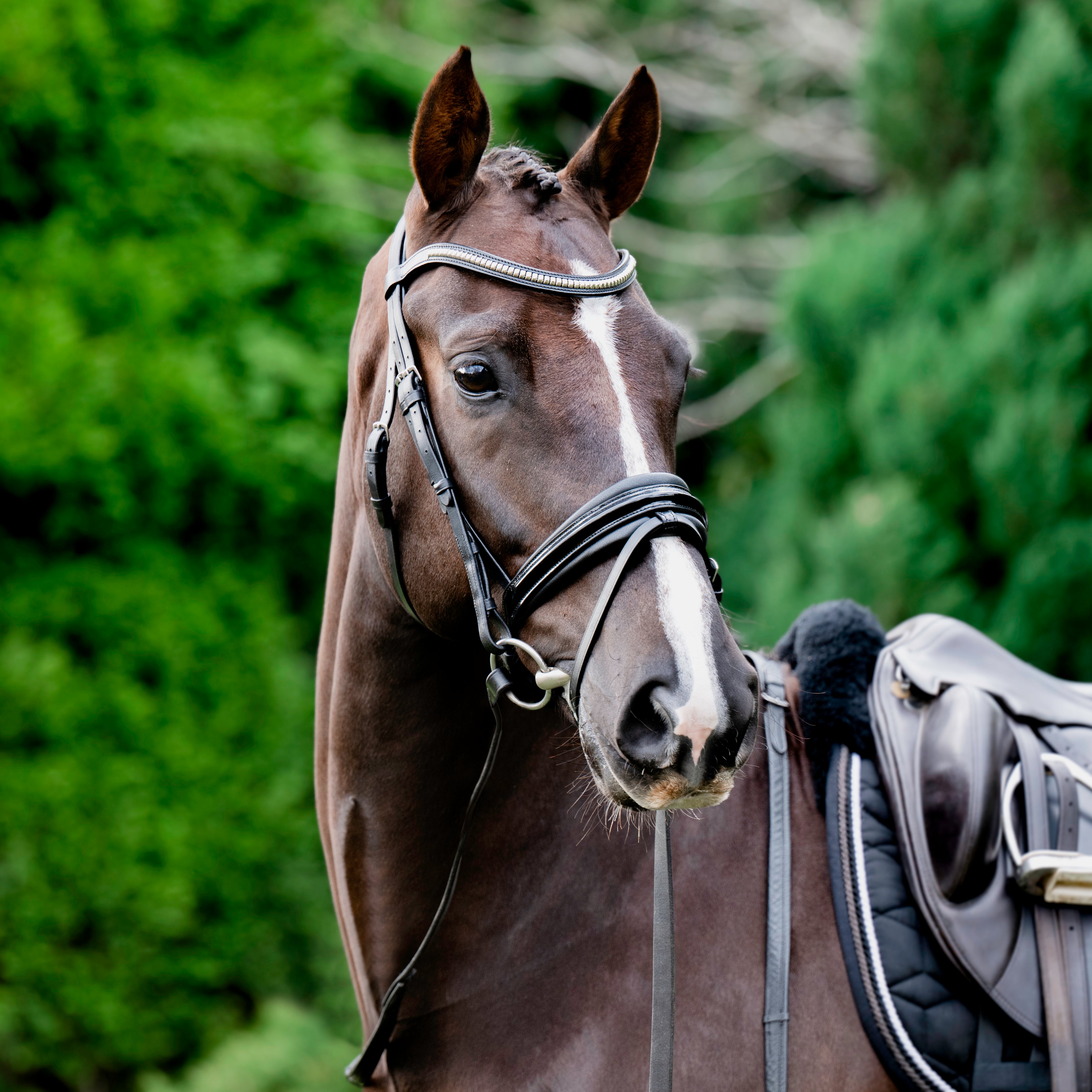 Melodie noseband - patent (hanoverian) - Lumiere Equestrian