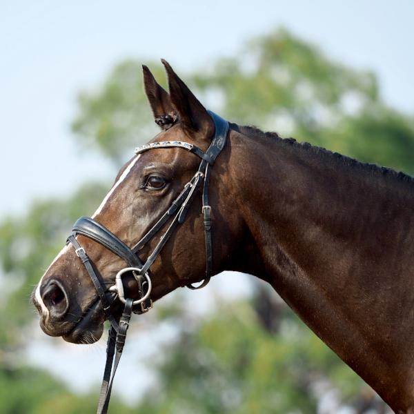 'Anastasia' Italian leather bridle (convertible) - black - Lumiere Equestrian