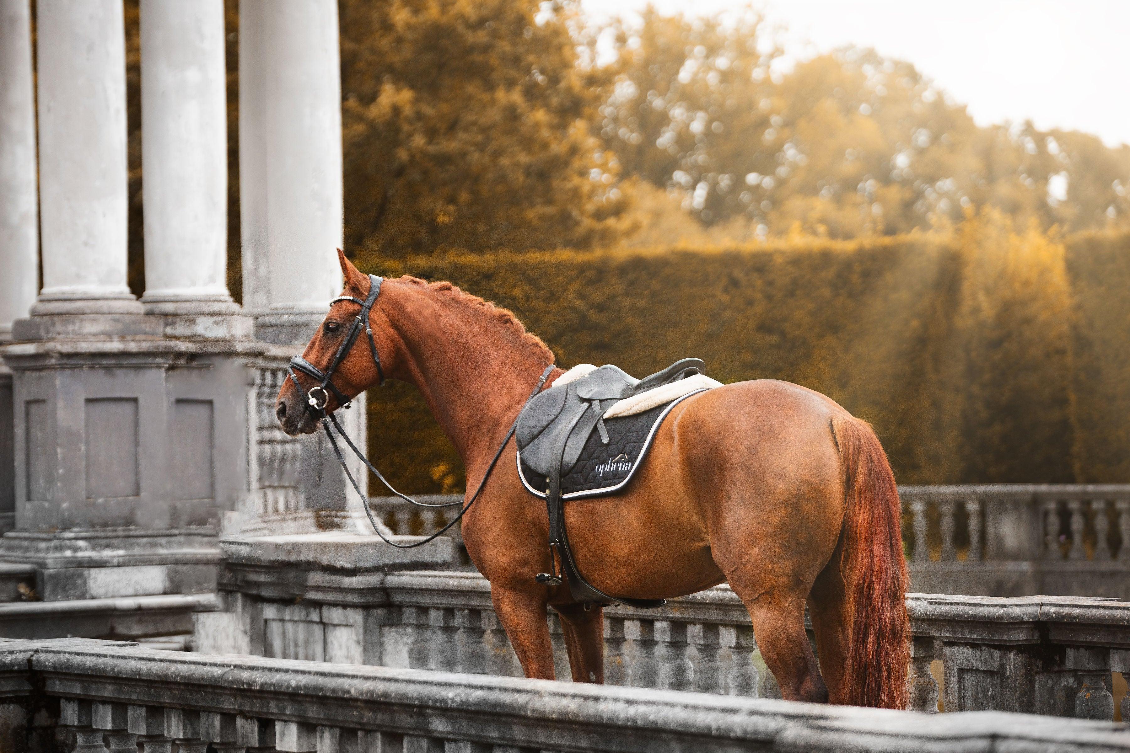 DIFFERENT TYPES OF REINS & WHY?