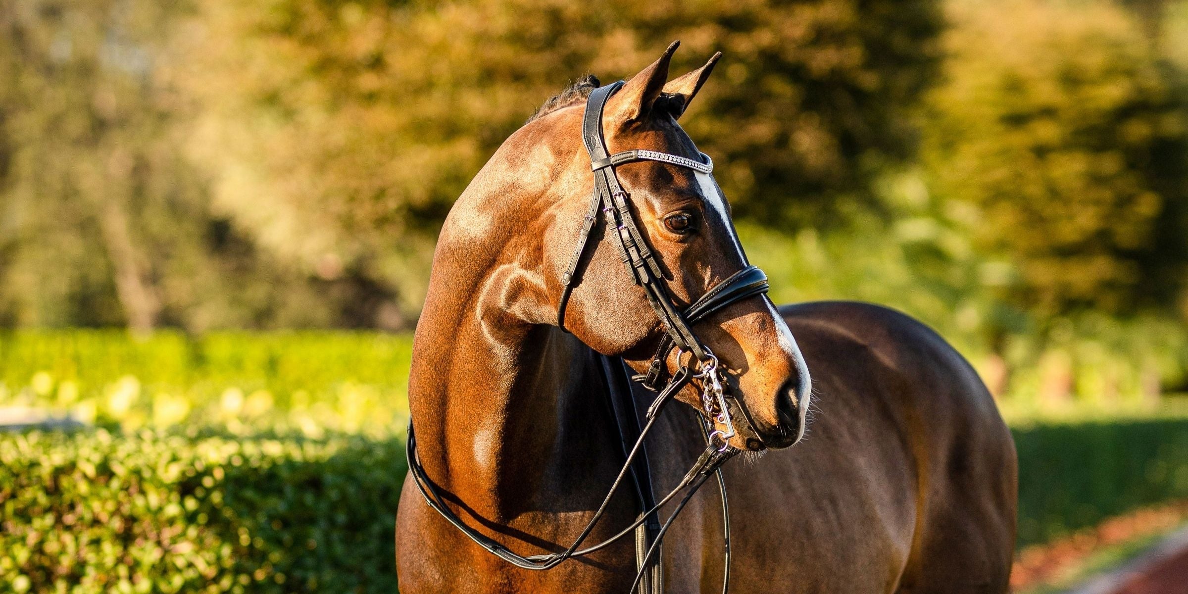Most confused noseband terms explained: hanoverian vs drop vs cavesson