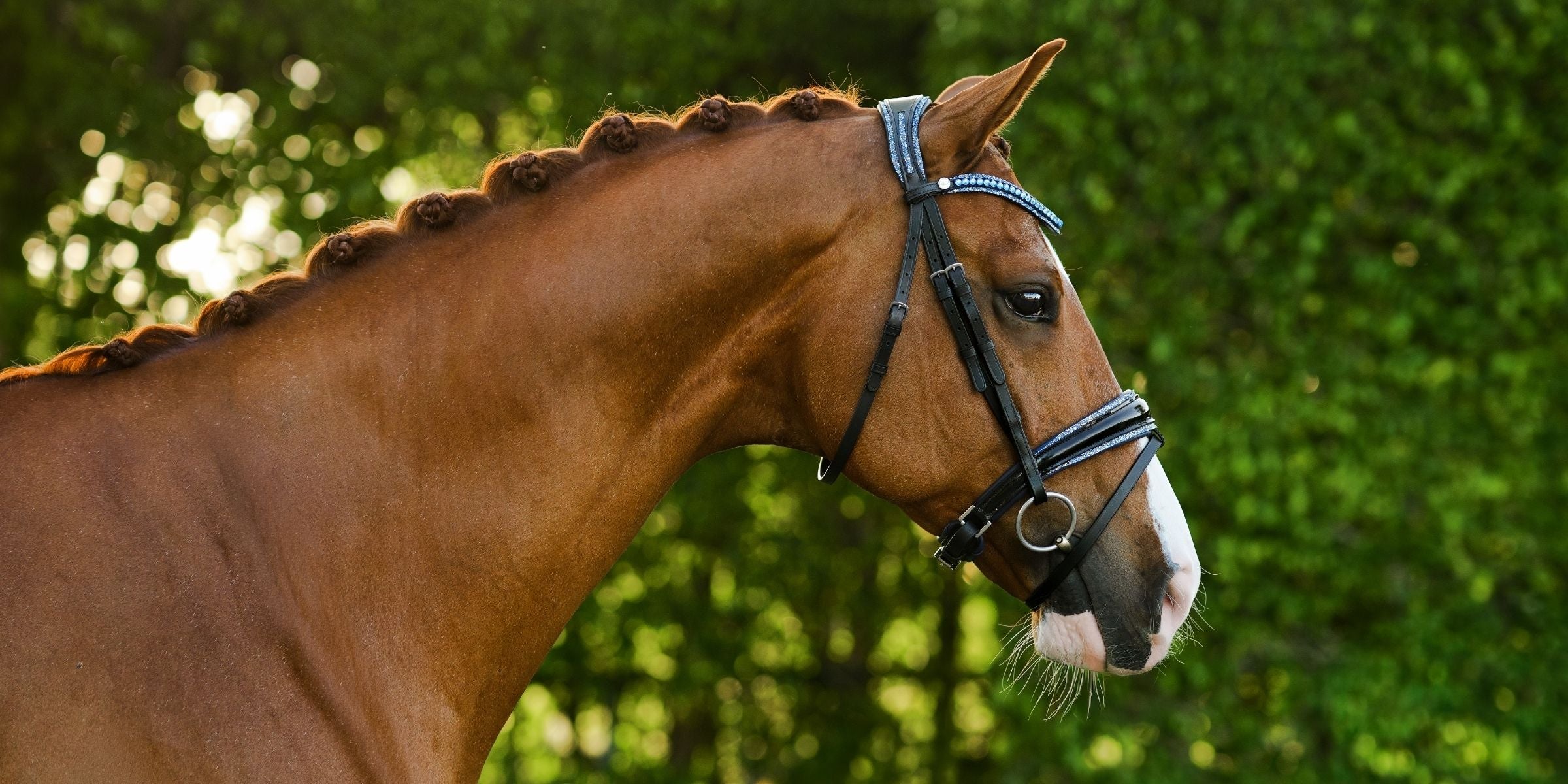 A bridle for every dressage rider