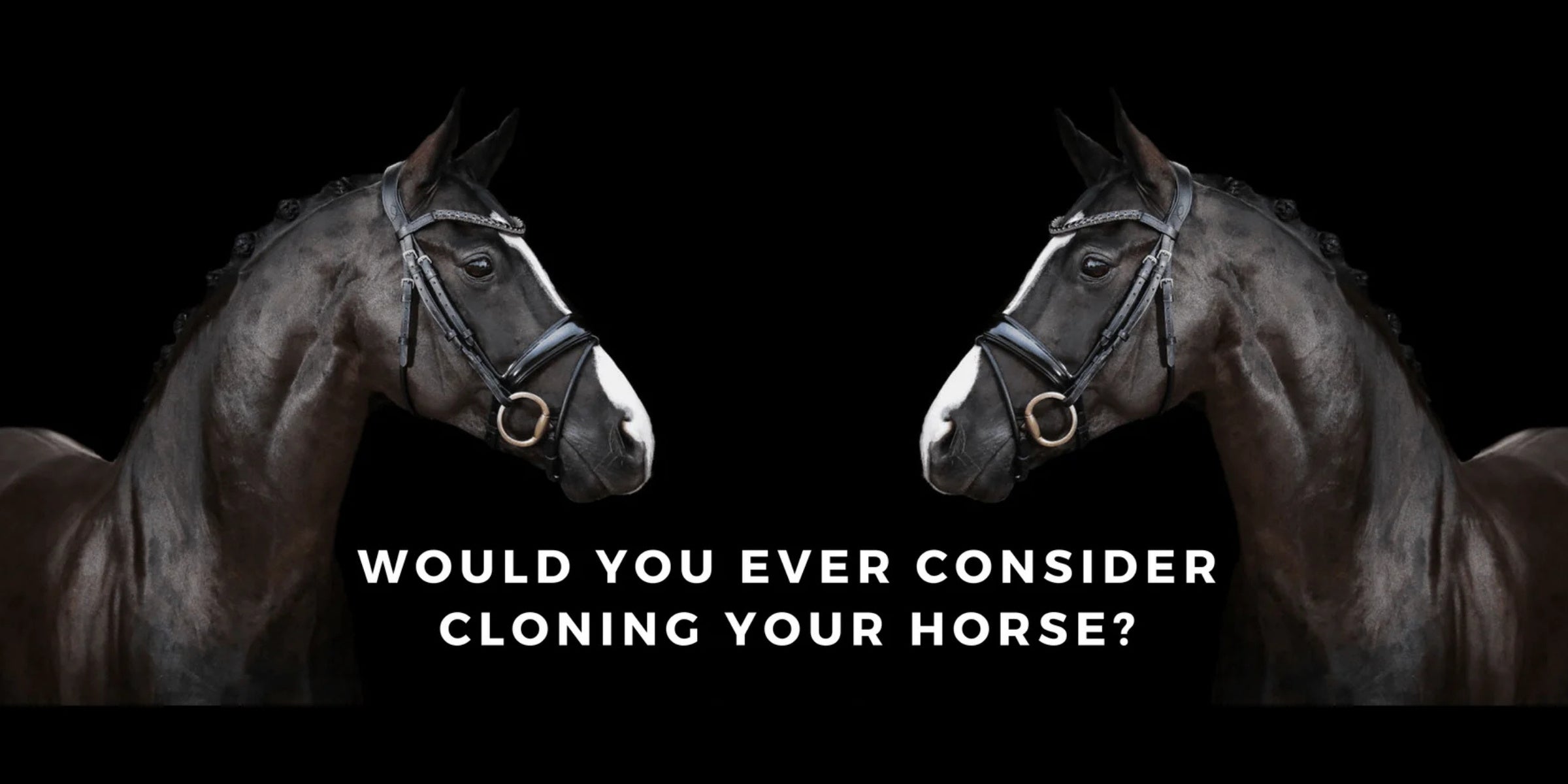 WOULD YOU EVER CONSIDER CLONING YOUR HORSE?