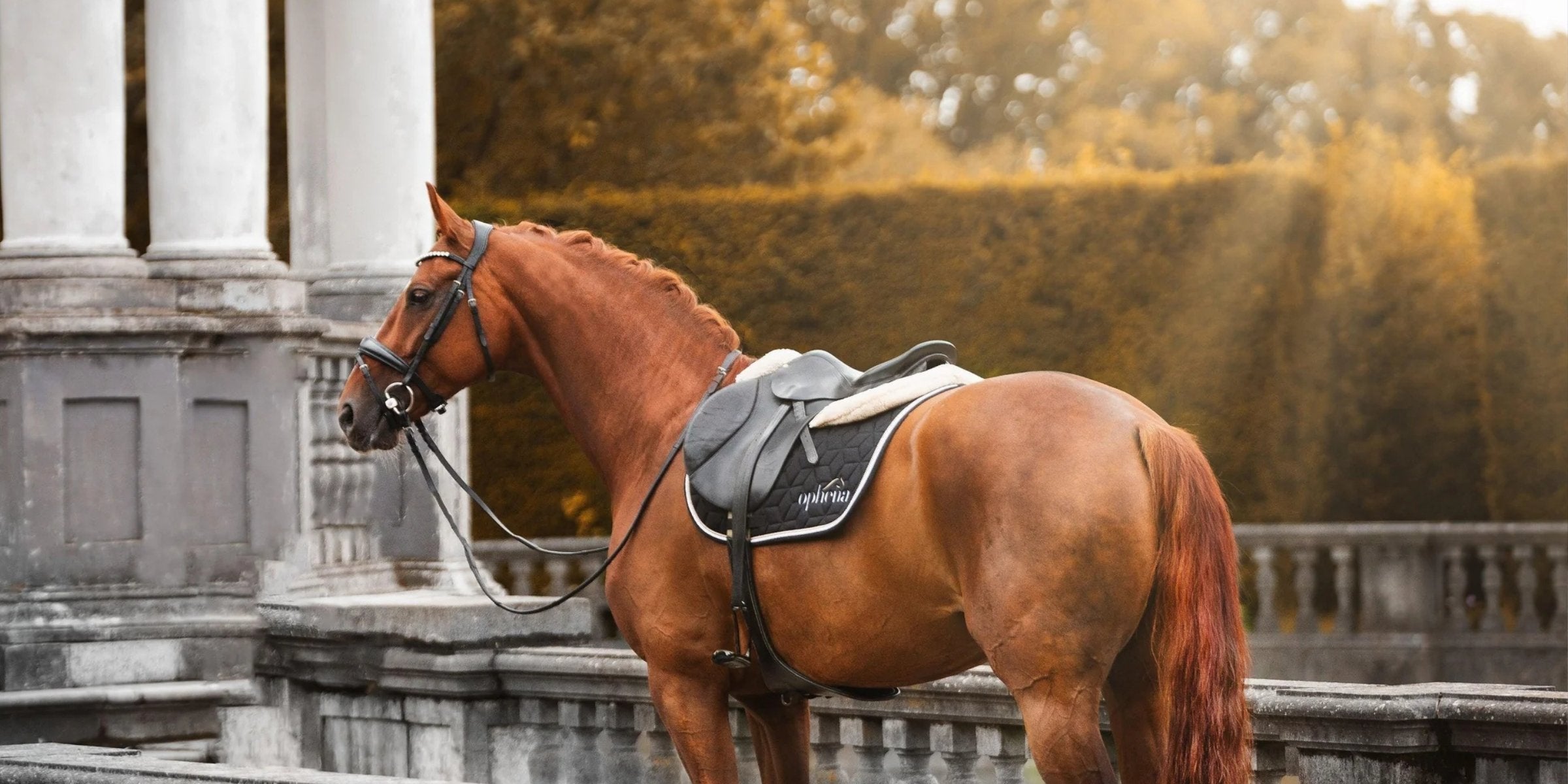 DIFFERENT TYPES OF REINS & WHY?