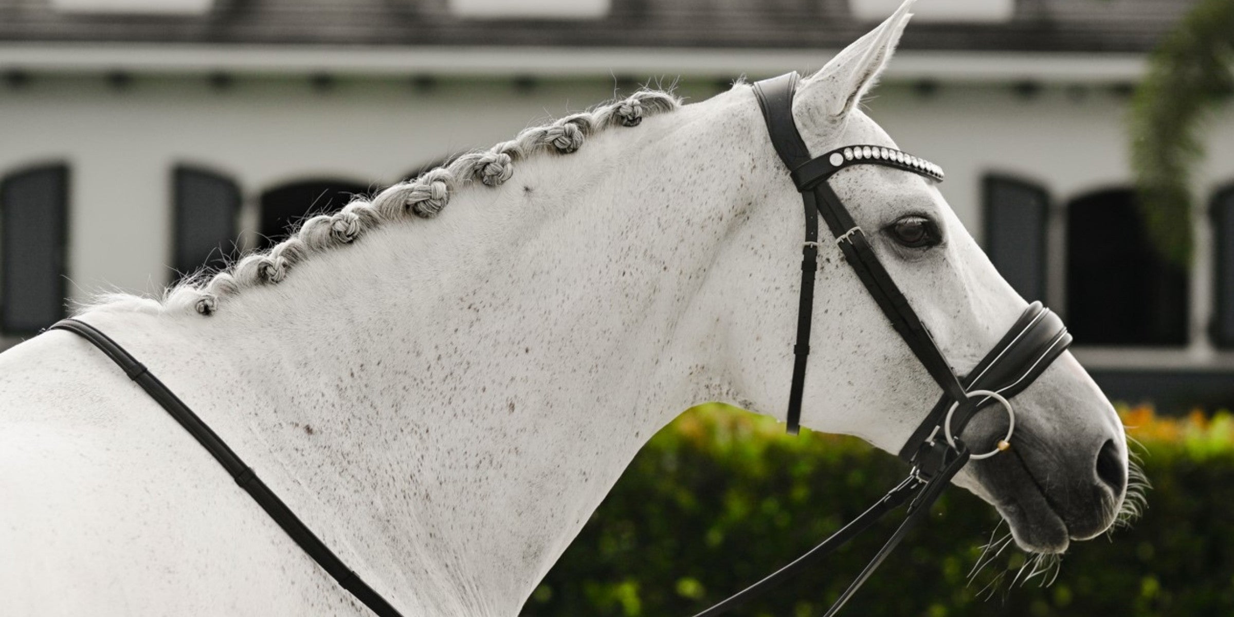 Why are bridles made from leather? The science, history and safety behind it