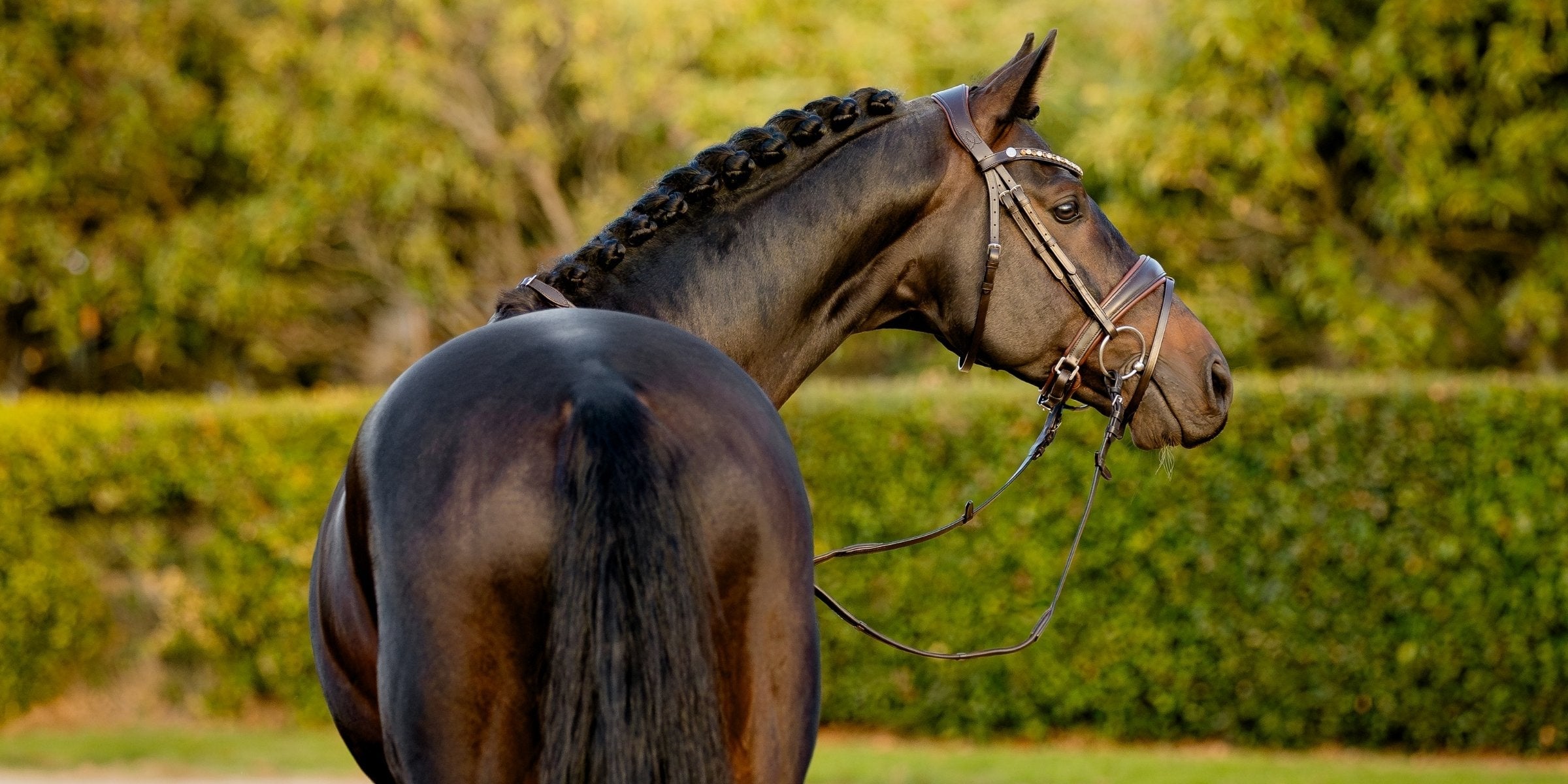 Crank vs standard closure nosebands