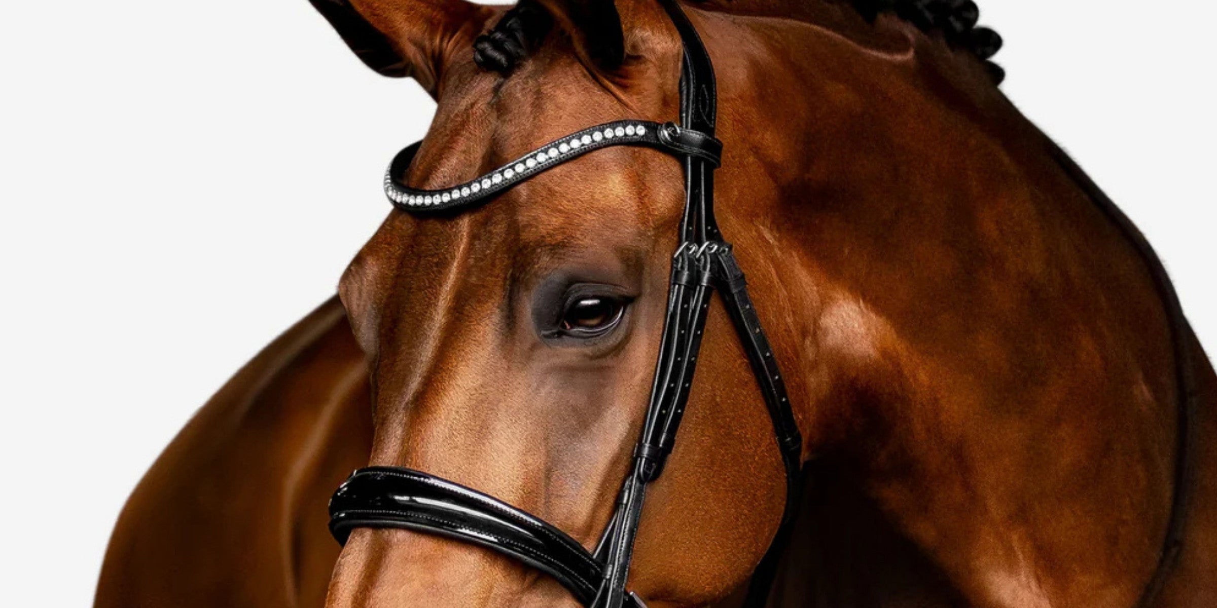 How to bridle and unbridle a horse correctly and softly