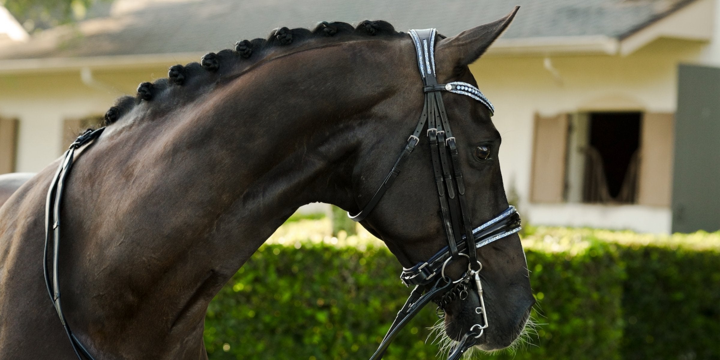 USDF double bridle rules are changing: what Third Level riders need to know