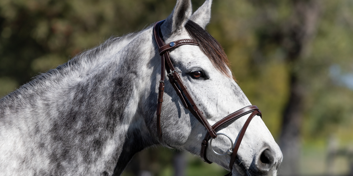 Changed your bit? Check your bridle fit