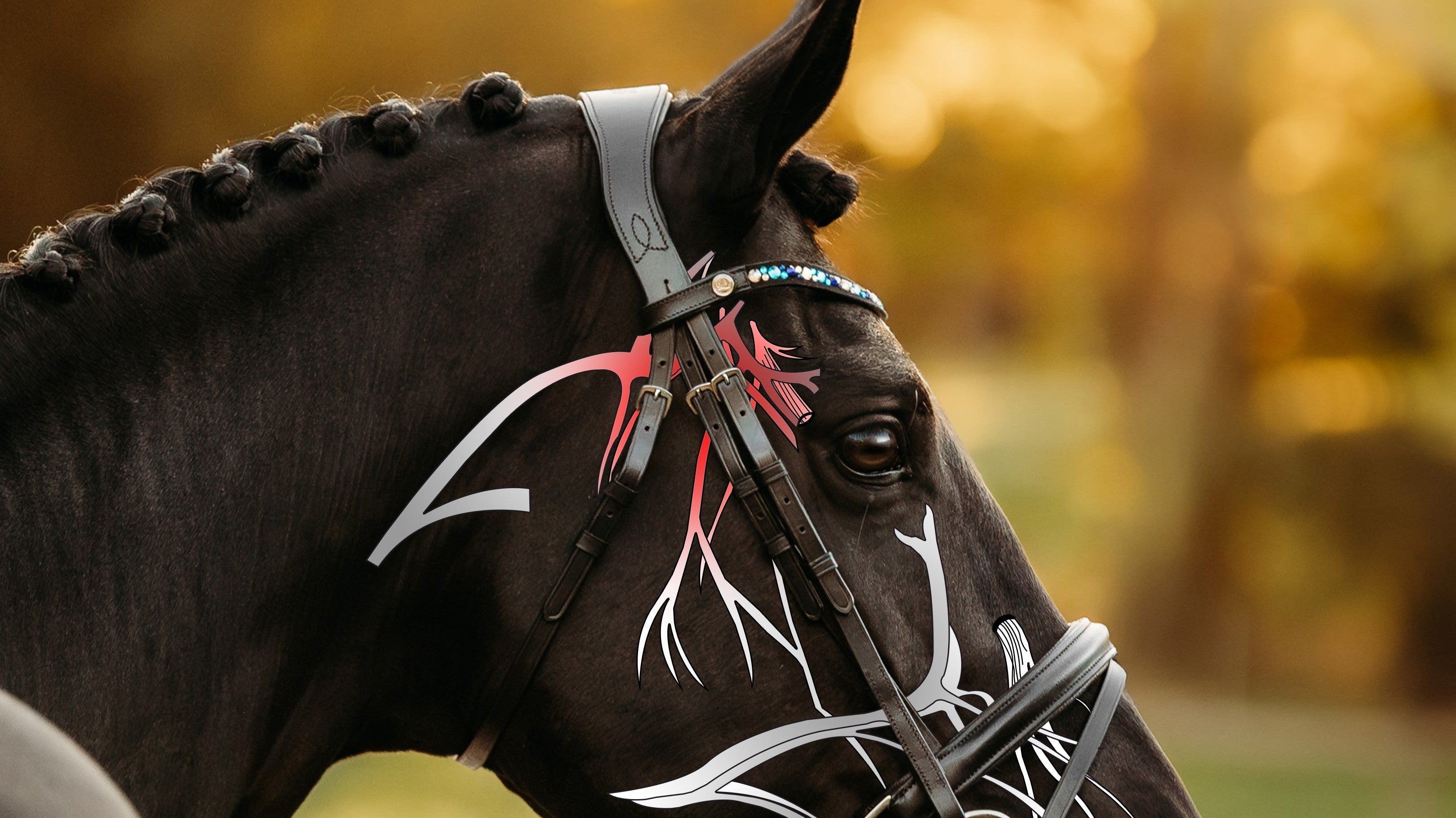 Badly fitting bridles: A horse welfare issue