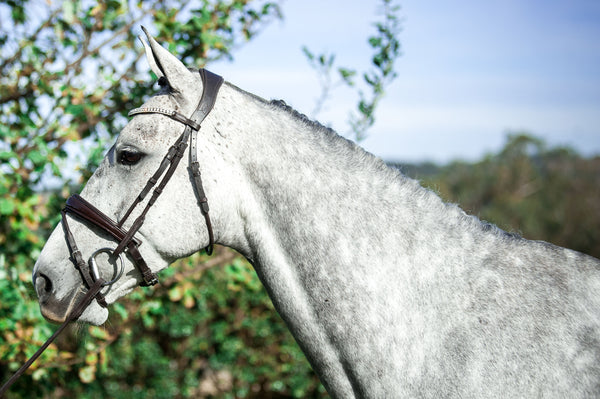 WHAT BRIDLE SHOULD I CHOOSE?