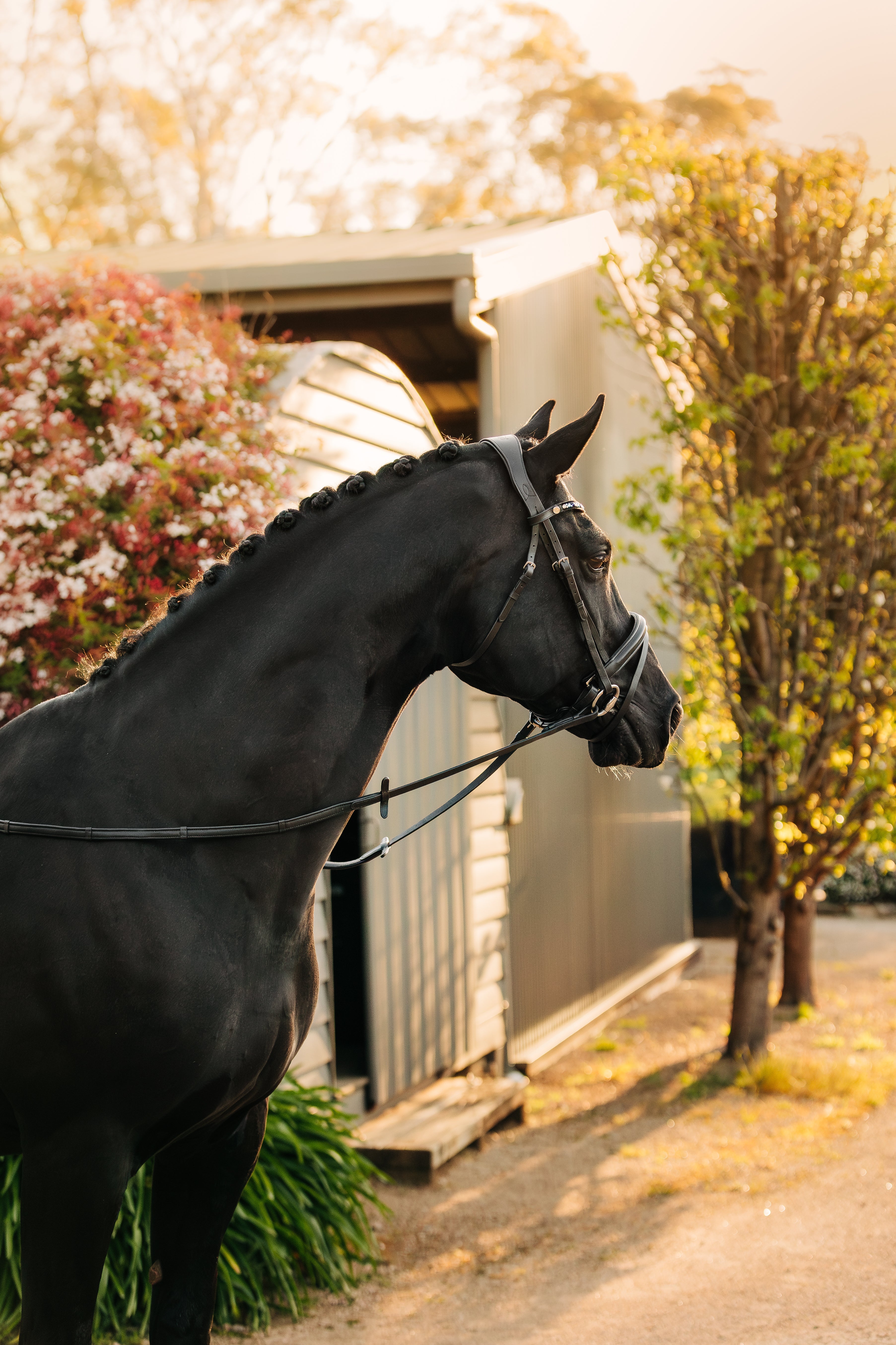 Blacken faded tack (leather care guide)