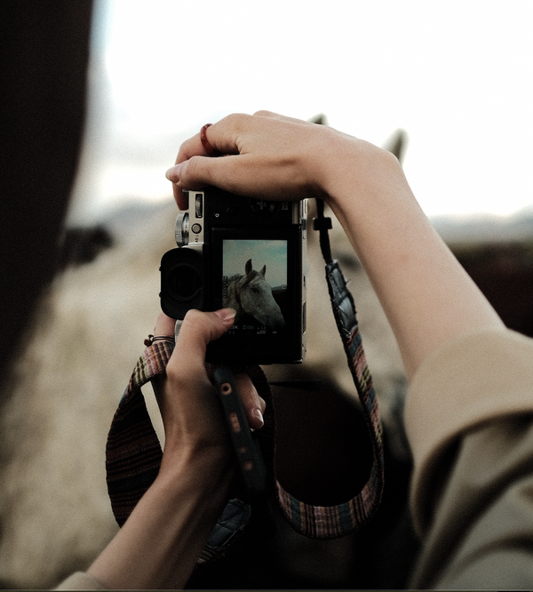 Horse Photography Tips and Tricks: How to Capture the Beauty of Your Equine Companion