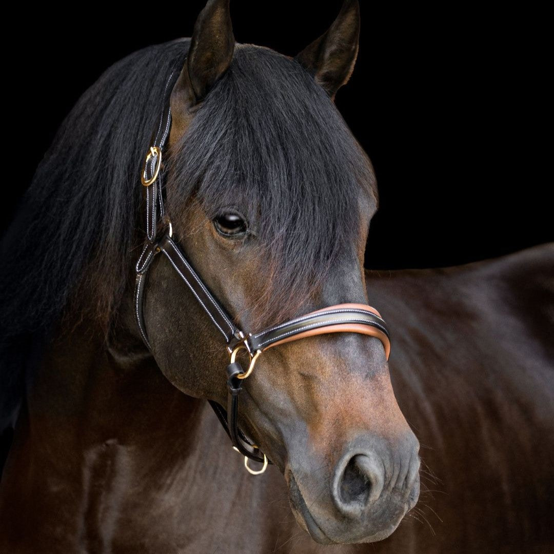 'Bella' leather halter - Lumiere Equestrian