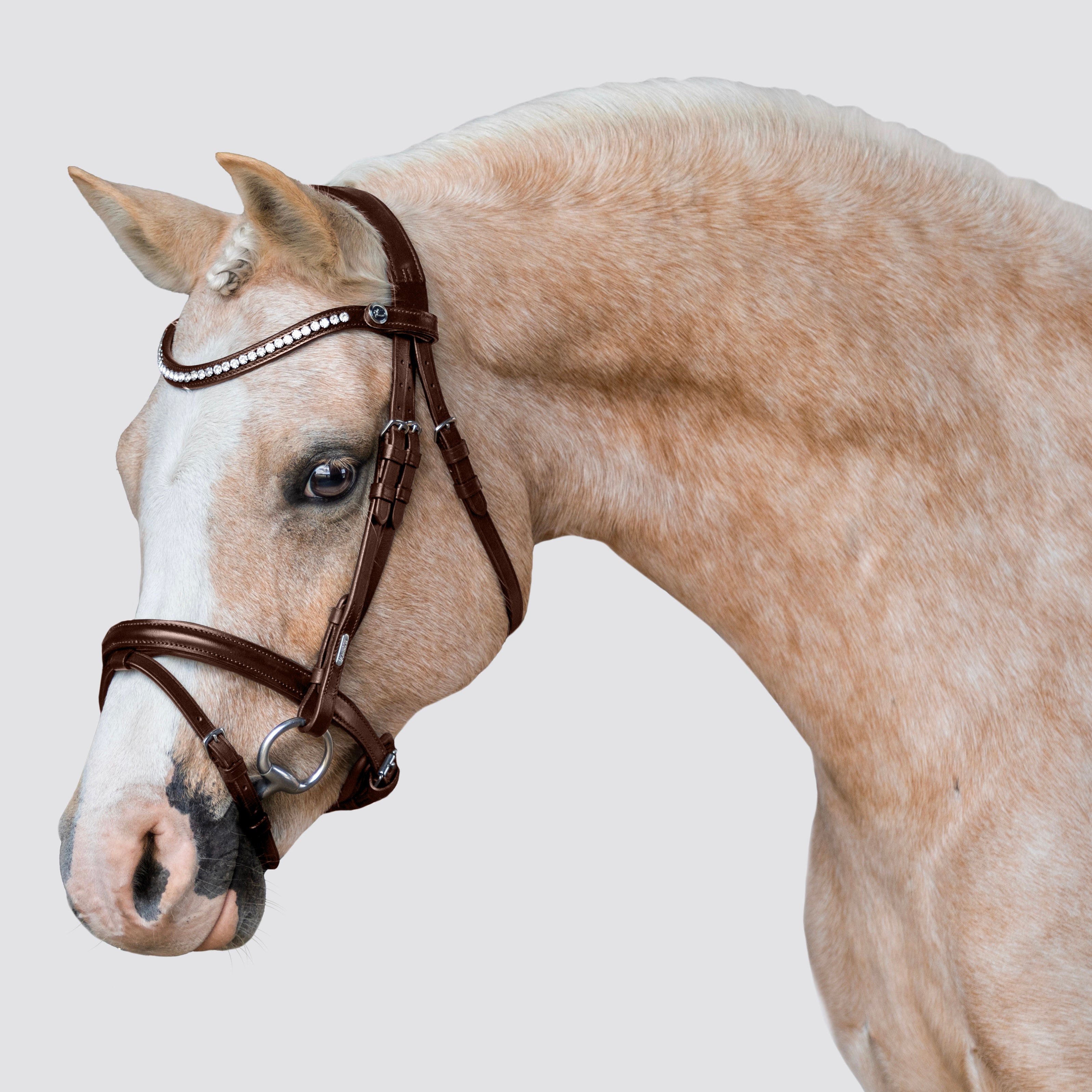 Light Horse In Brown Bridle