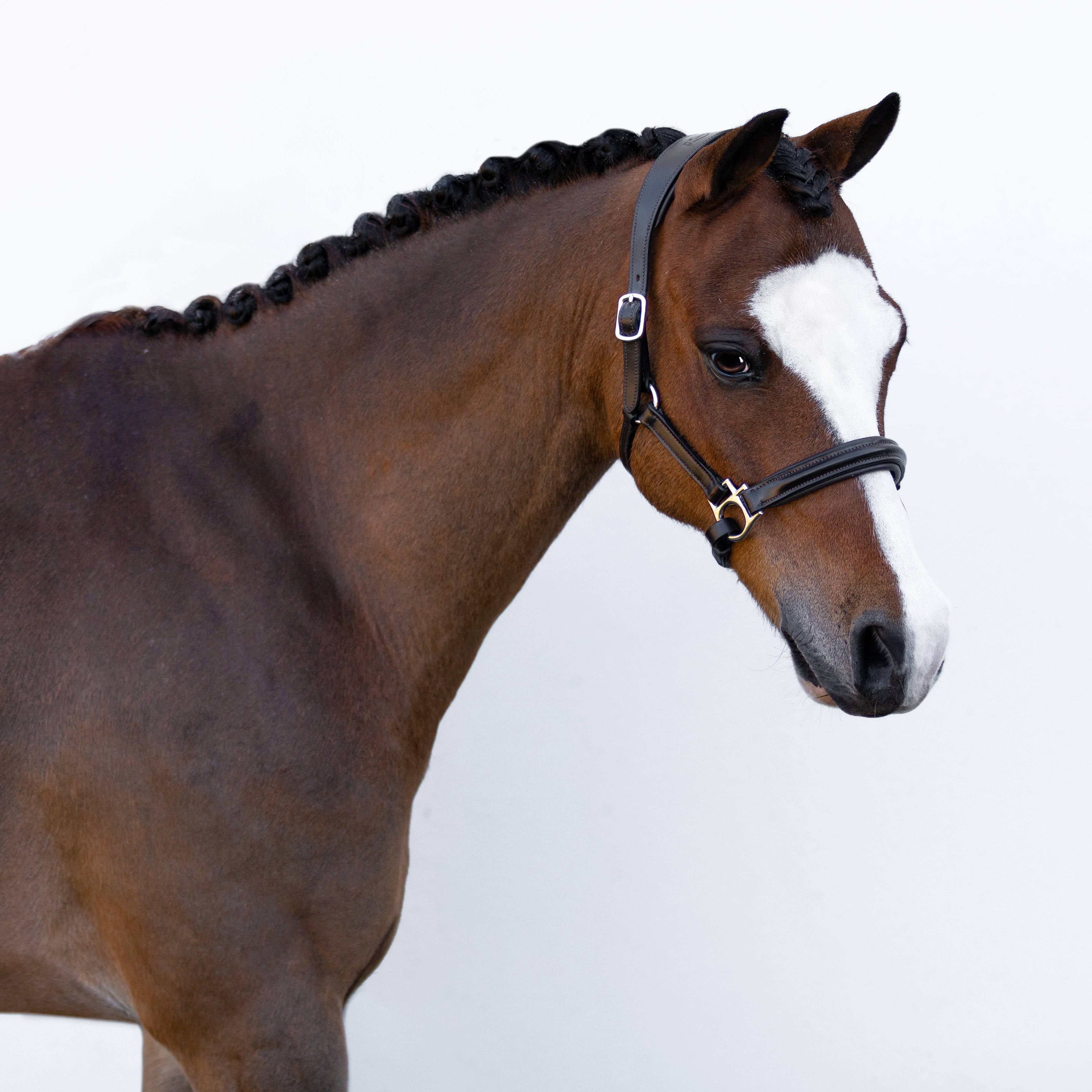 'Alize' leather halter (Lumi Pony) - Lumiere Equestrian