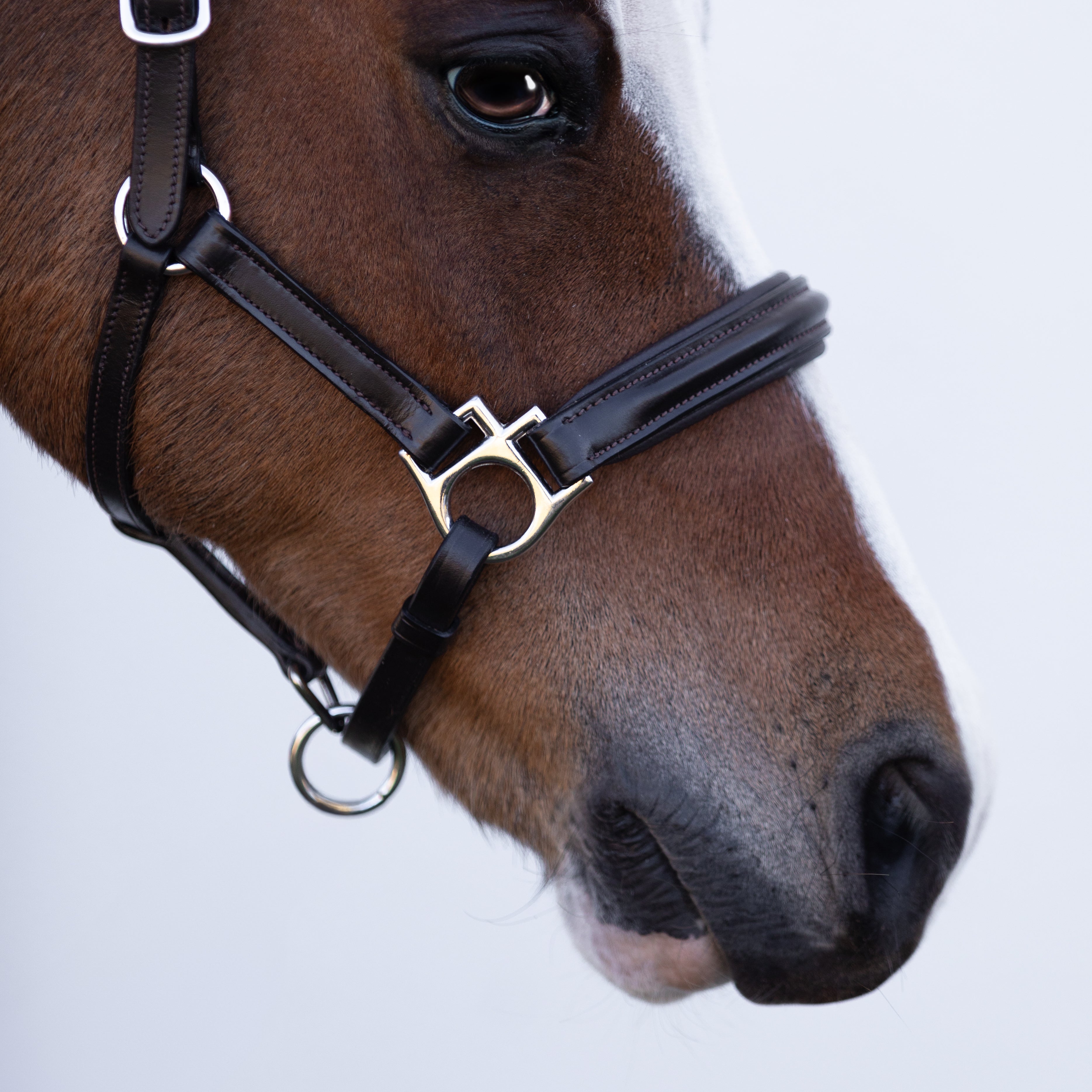 'Alize' leather halter (Lumi Pony) - Lumiere Equestrian