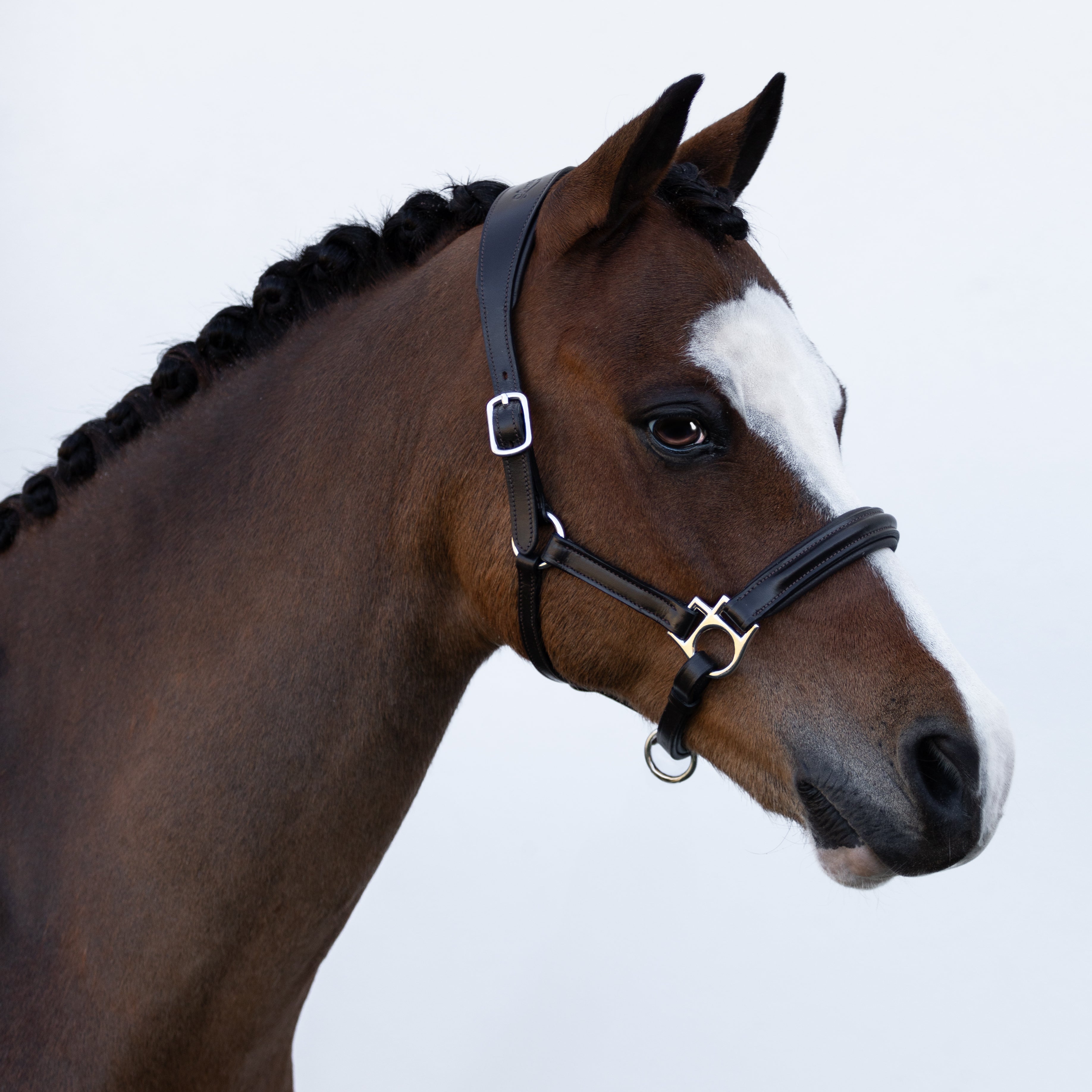 'Alize' leather halter (Lumi Pony) - Lumiere Equestrian