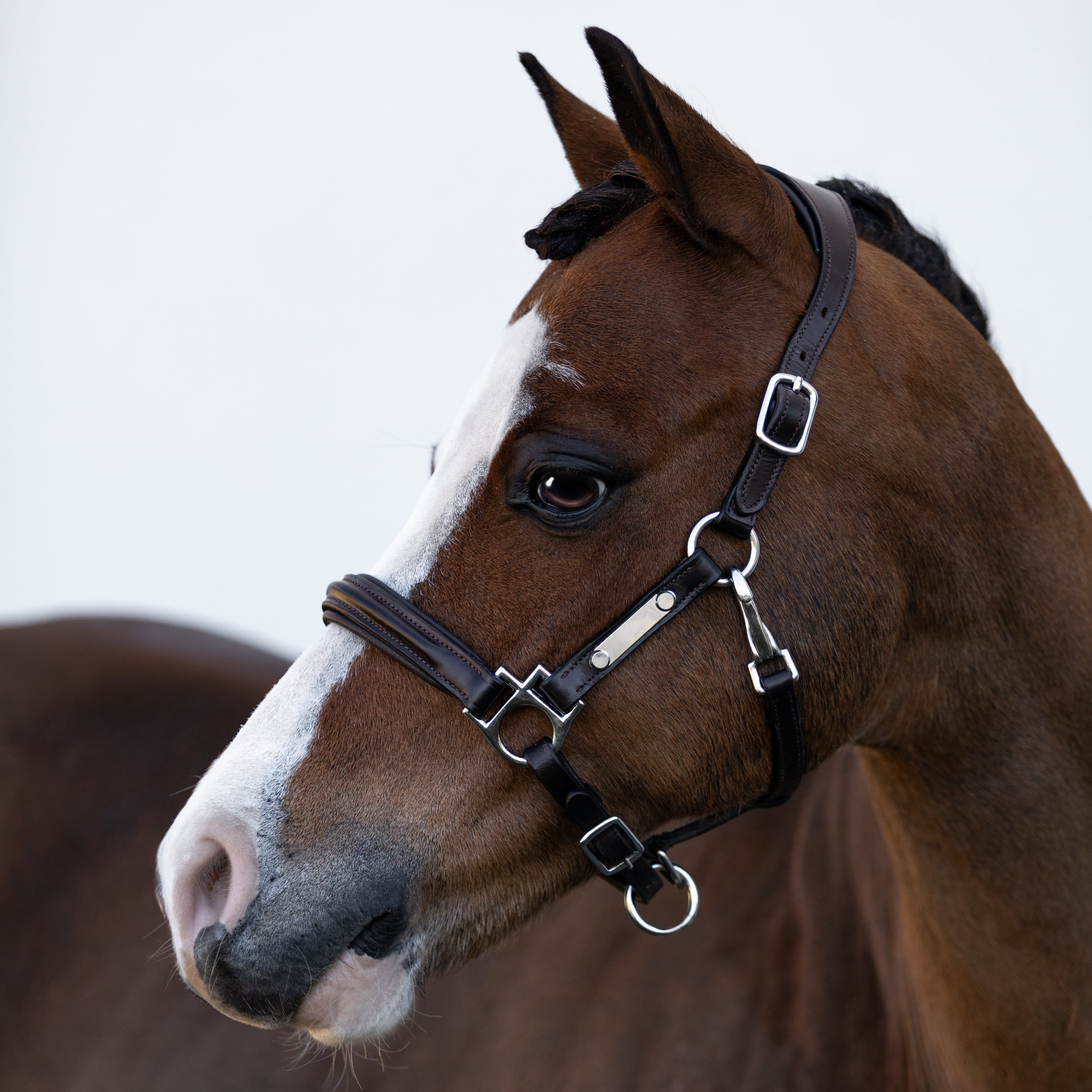 'Alize' leather halter (Lumi Pony) - Lumiere Equestrian