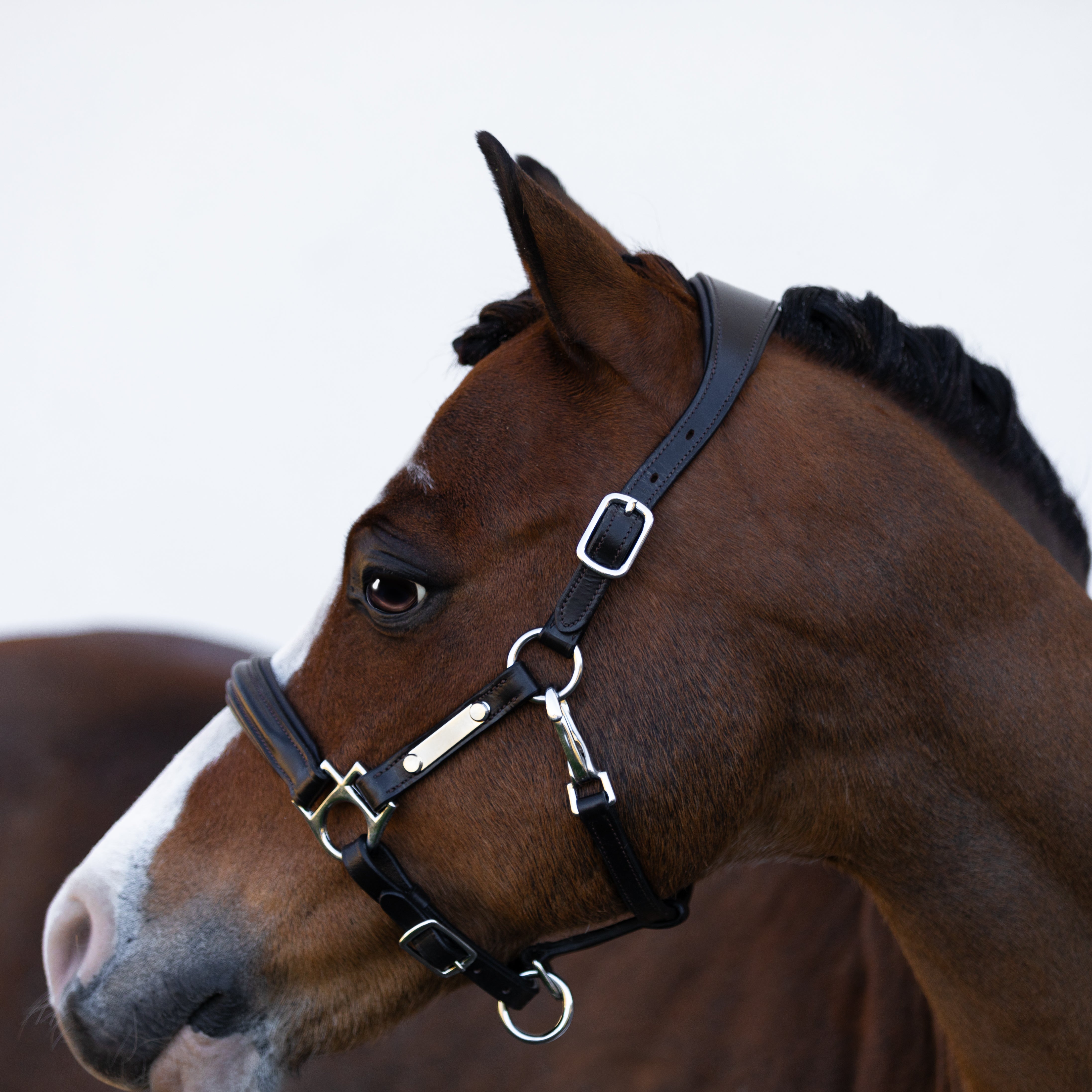 'Alize' leather halter (Lumi Pony) - Lumiere Equestrian