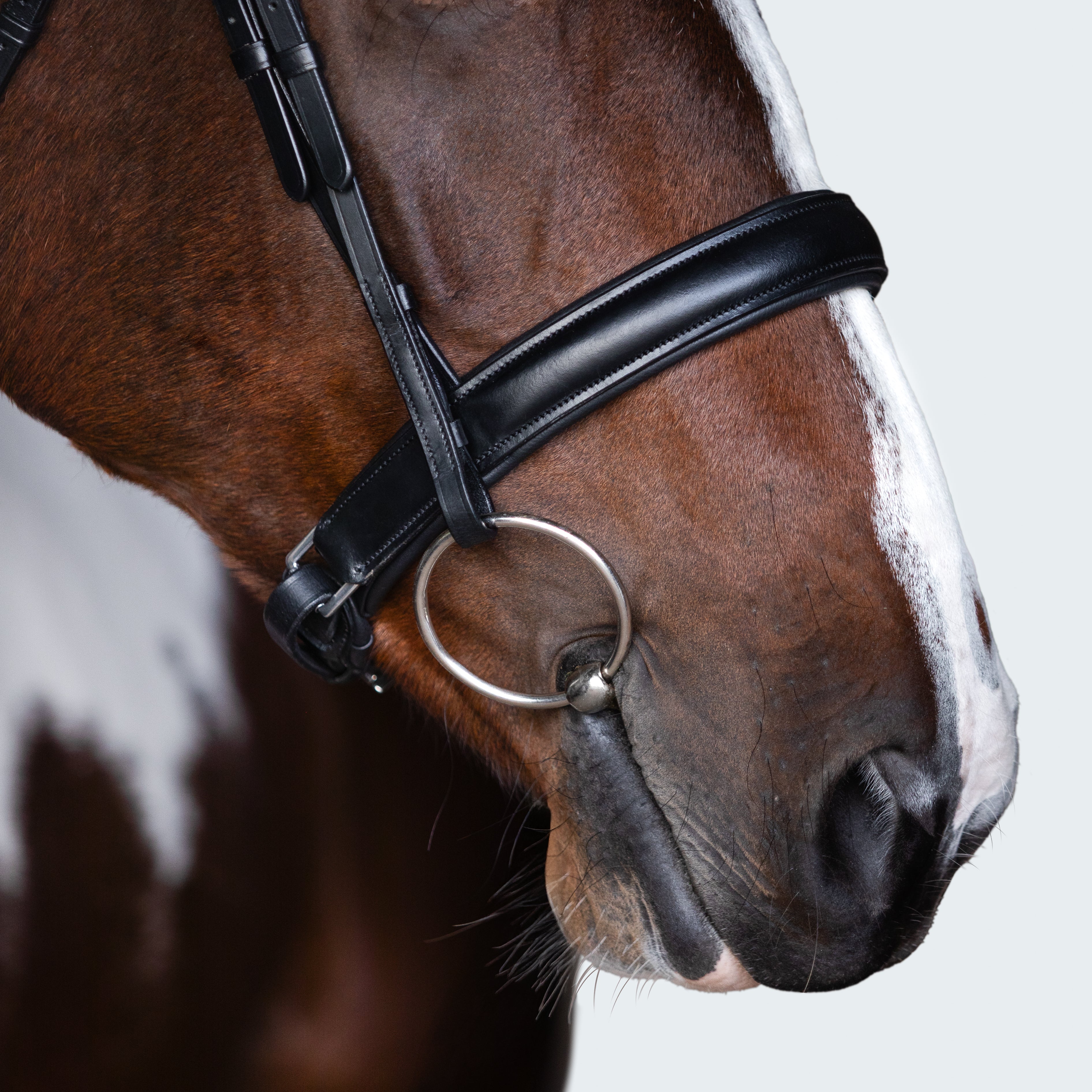 Stella Bridle - Lumiere Equestrian