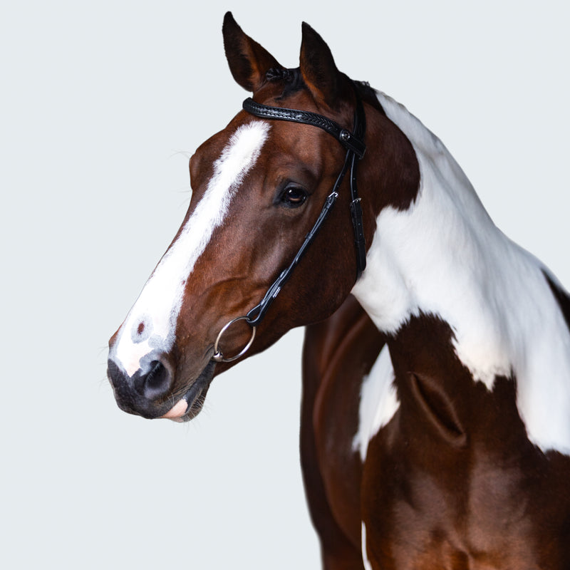 Sansa Nosebandless Bridle
