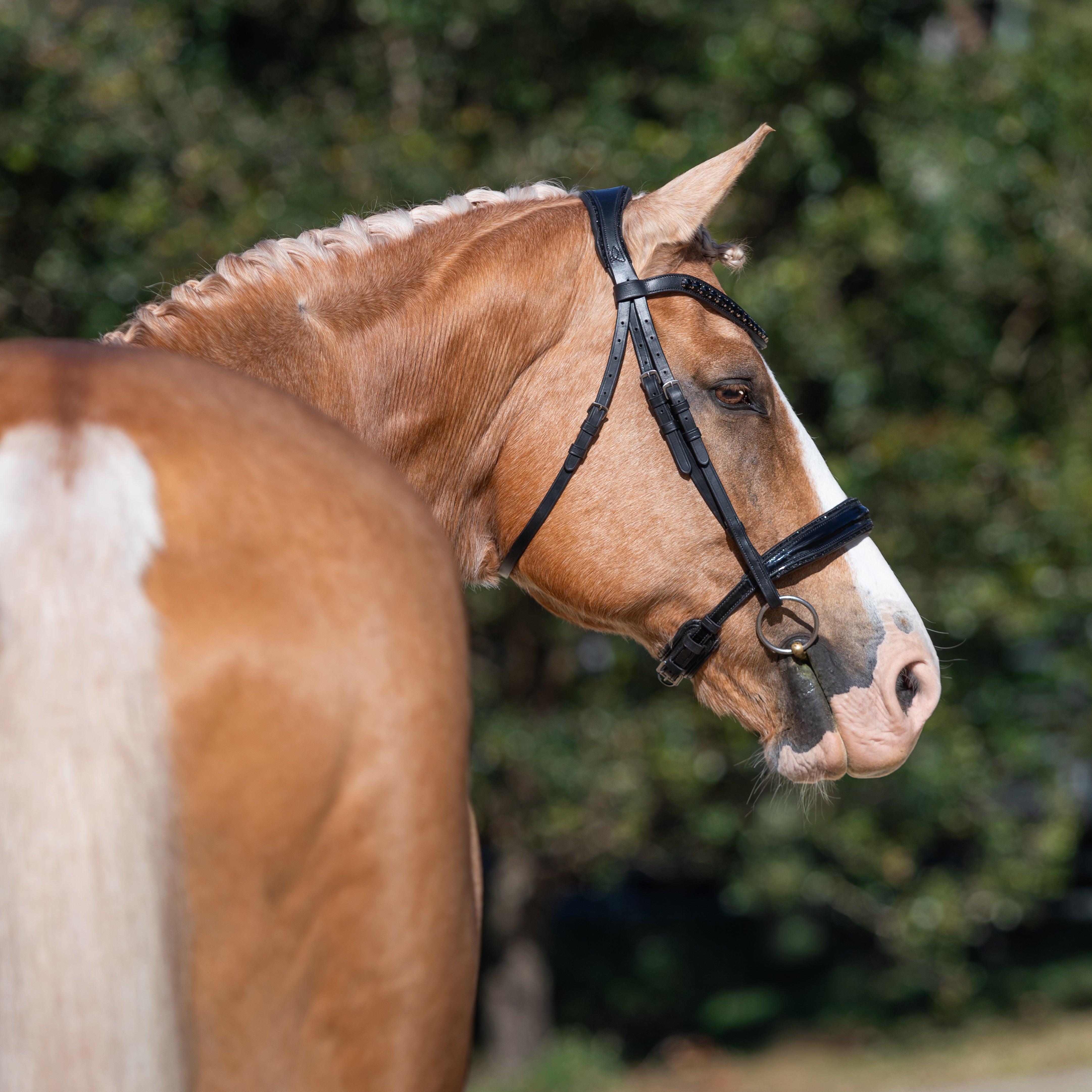 'Arcadia' Luxury Leather Bridle (Cavesson) - Lumiere Equestrian