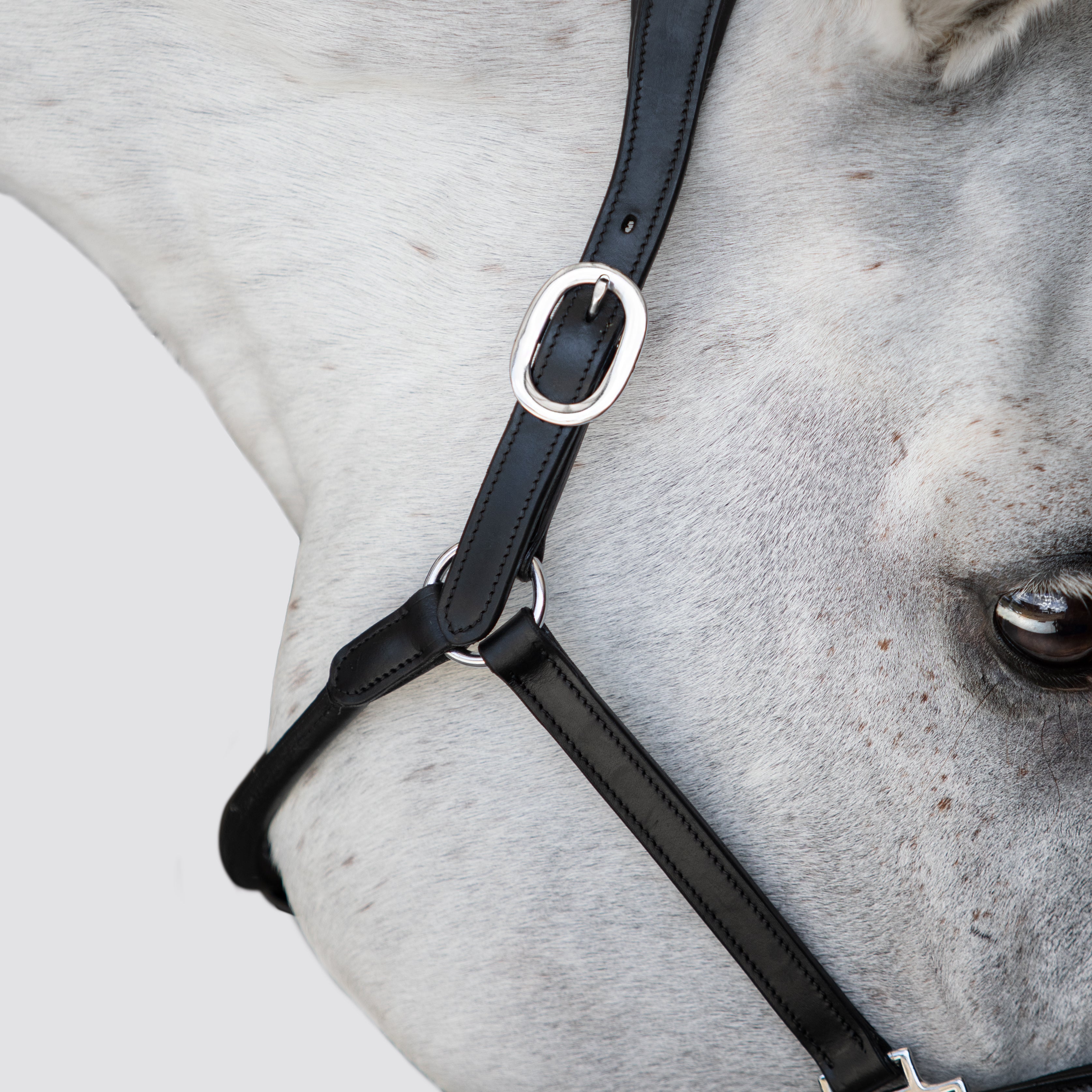 Perseus halter