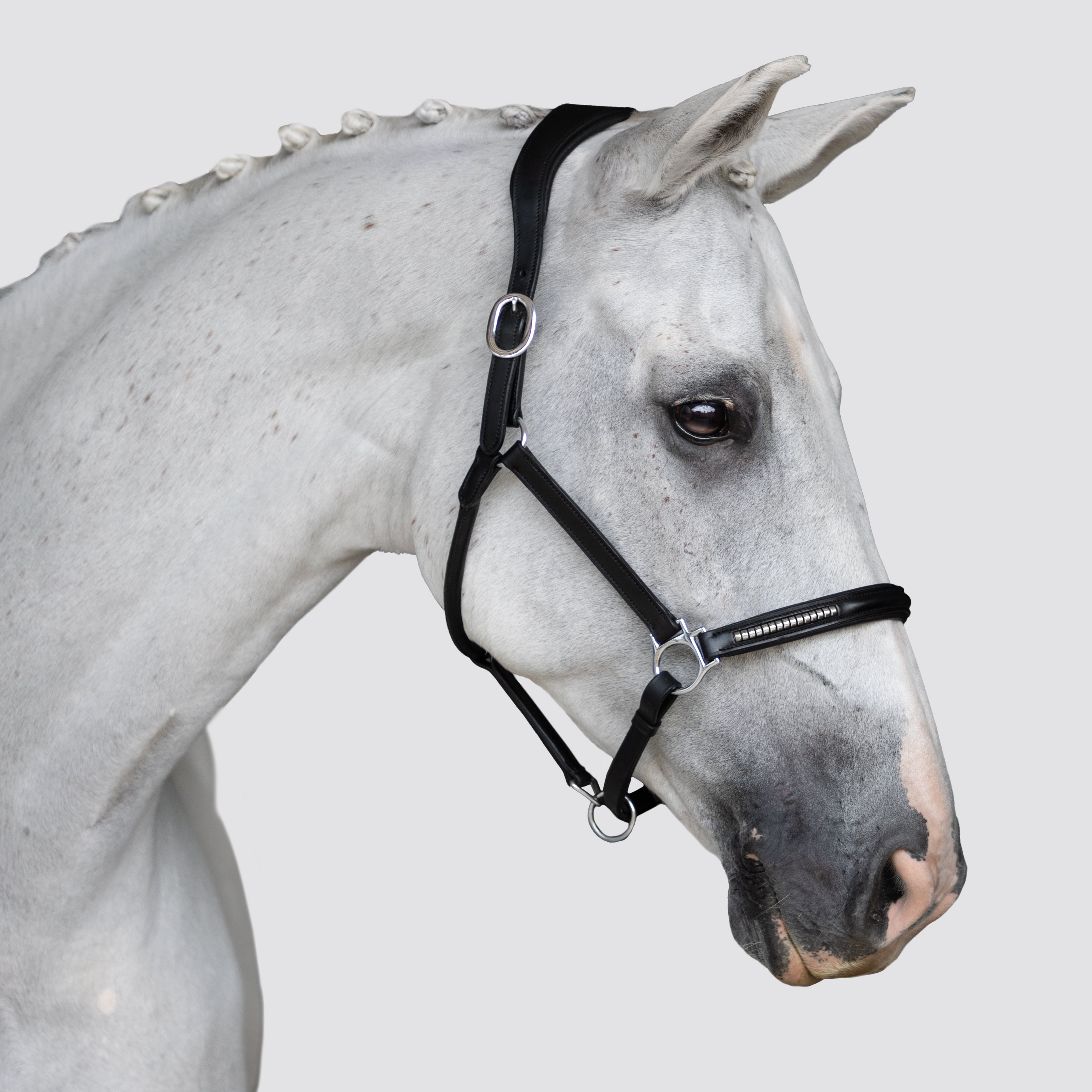 Perseus halter