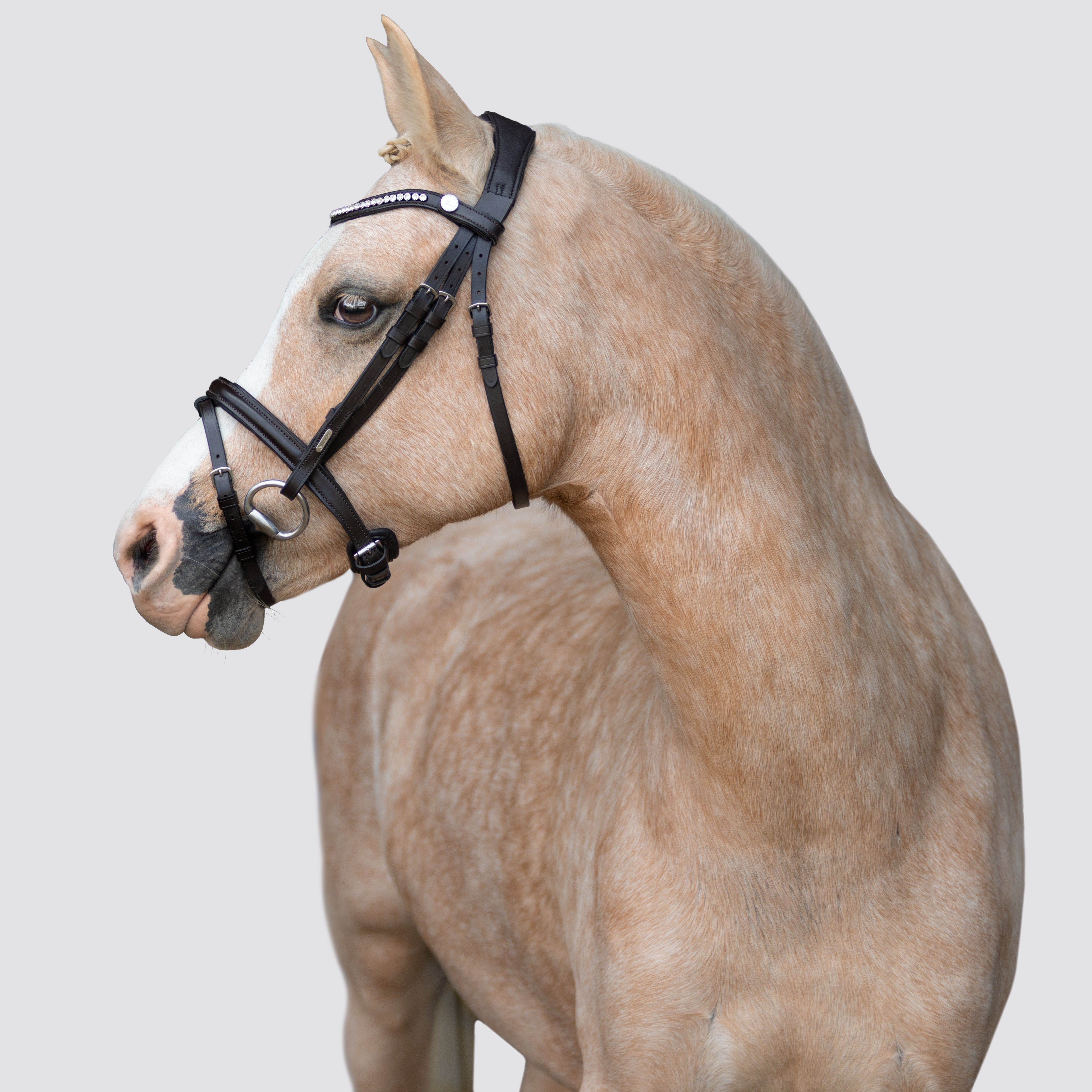 Pera bridle (Lumi Pony)