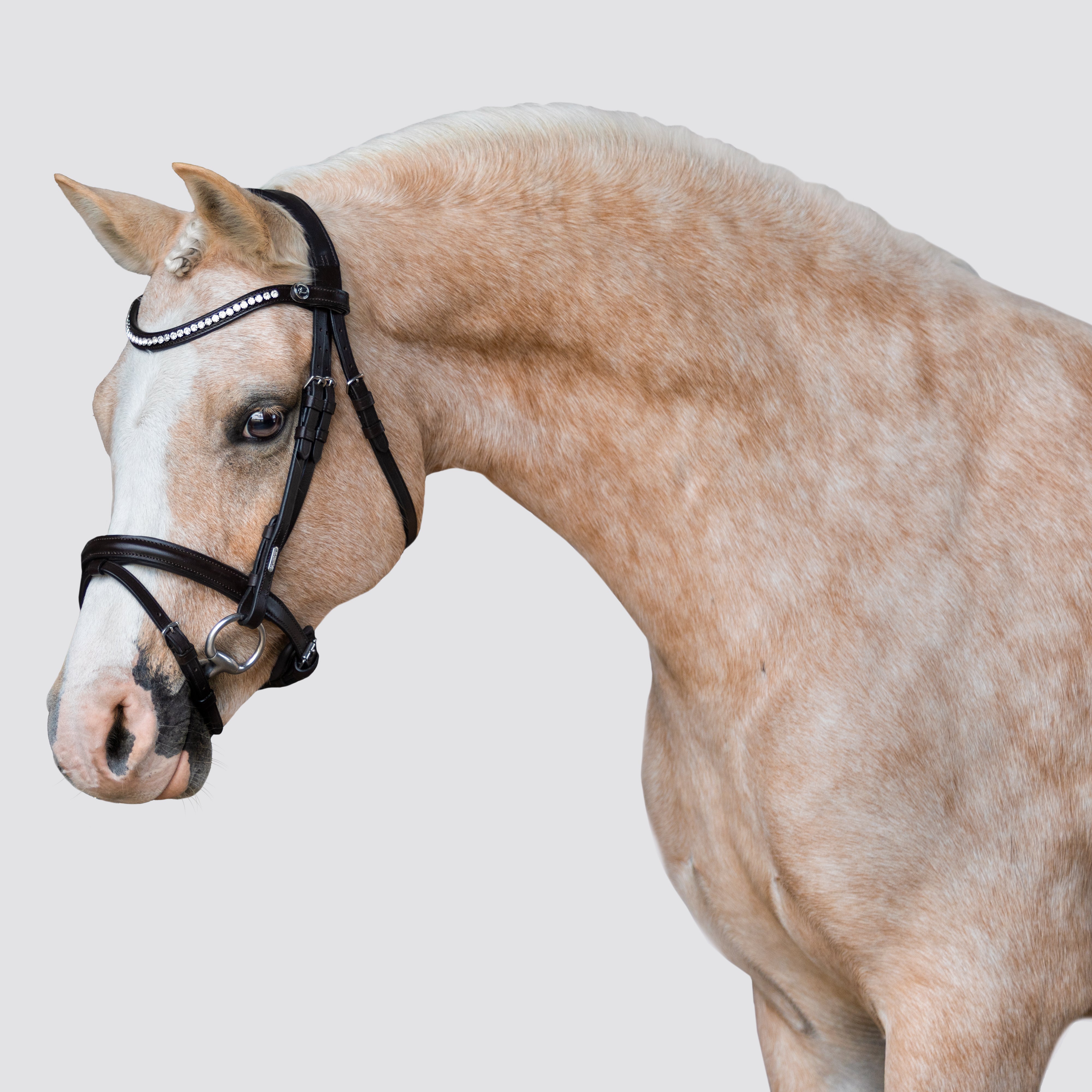 Pera bridle (Lumi Pony)