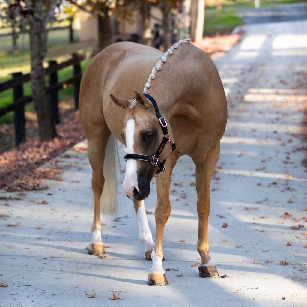 'Hollywood' leather halter (Lumi Pony) - Lumiere Equestrian